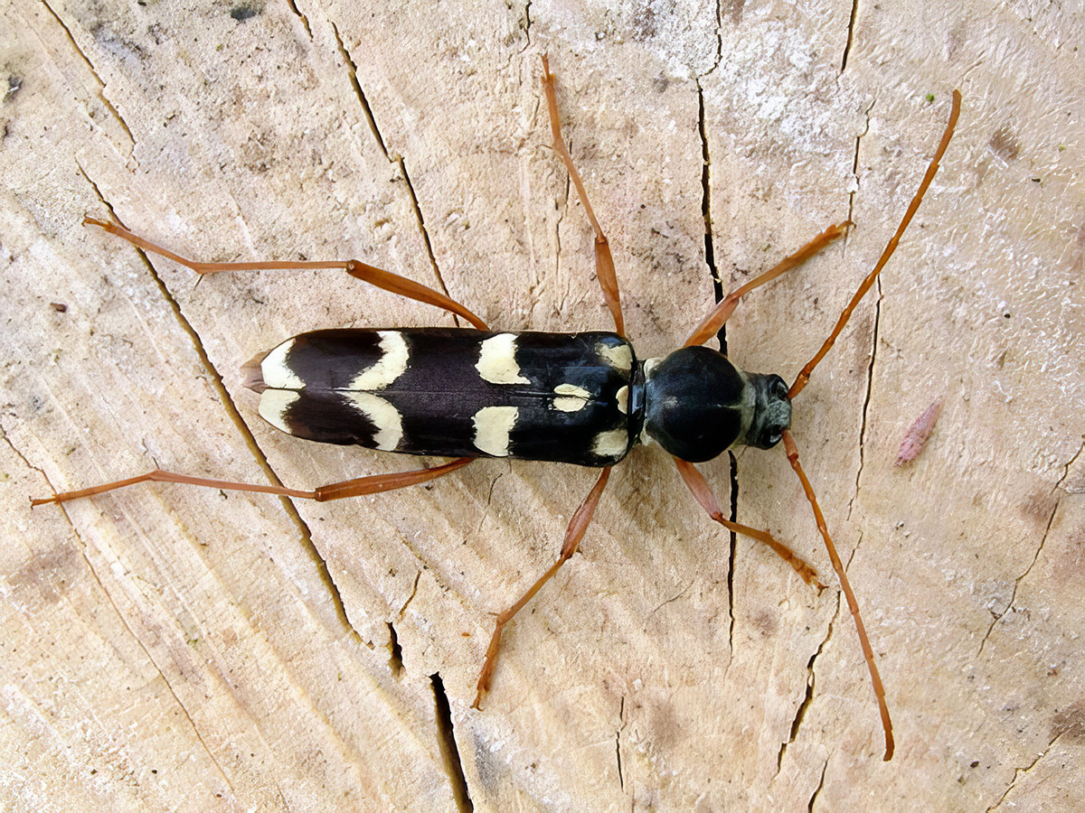 Isotomus speciosus gilanus