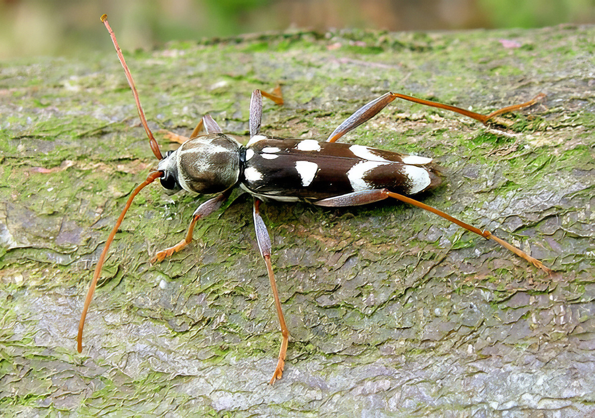 Isotomus speciosus gilanus