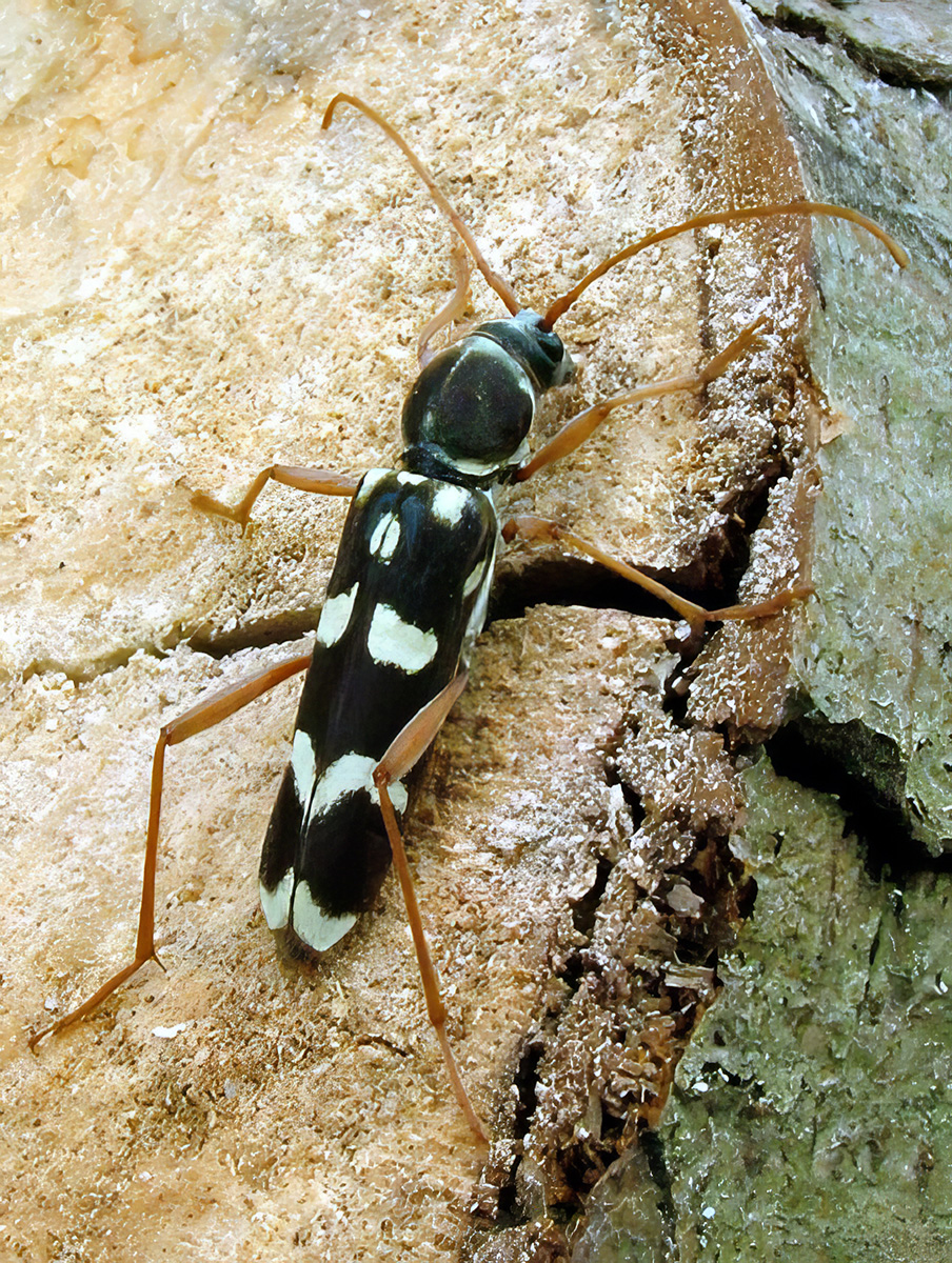 Isotomus speciosus gilanus