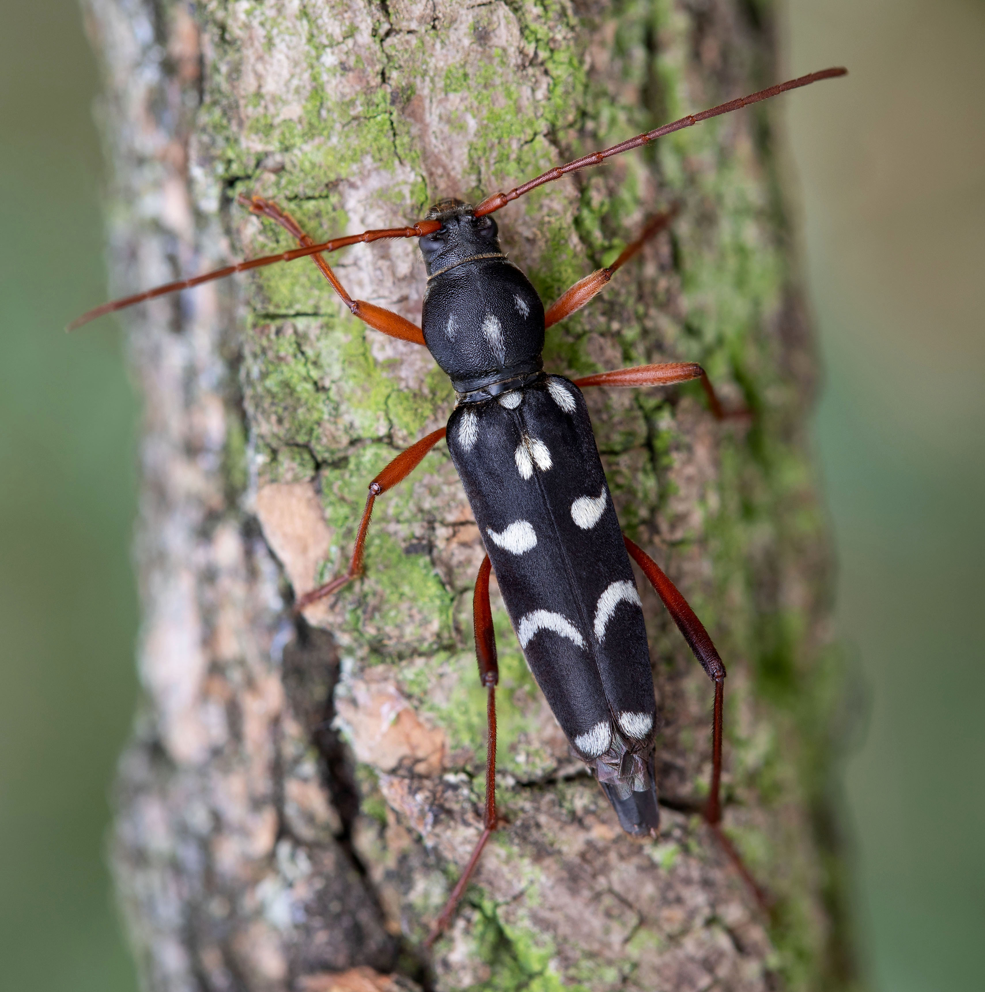 Isotomus speciosus