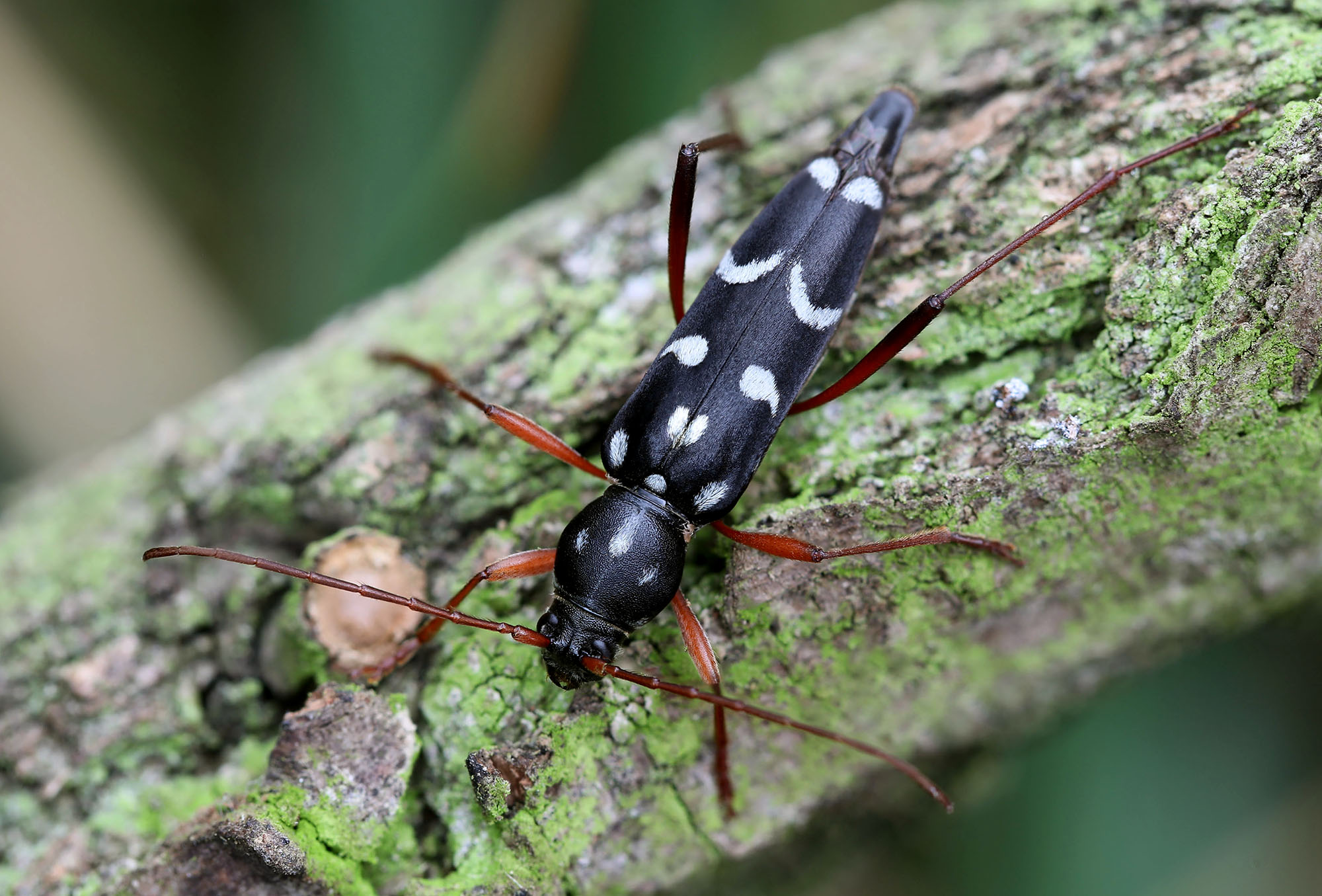 Isotomus speciosus