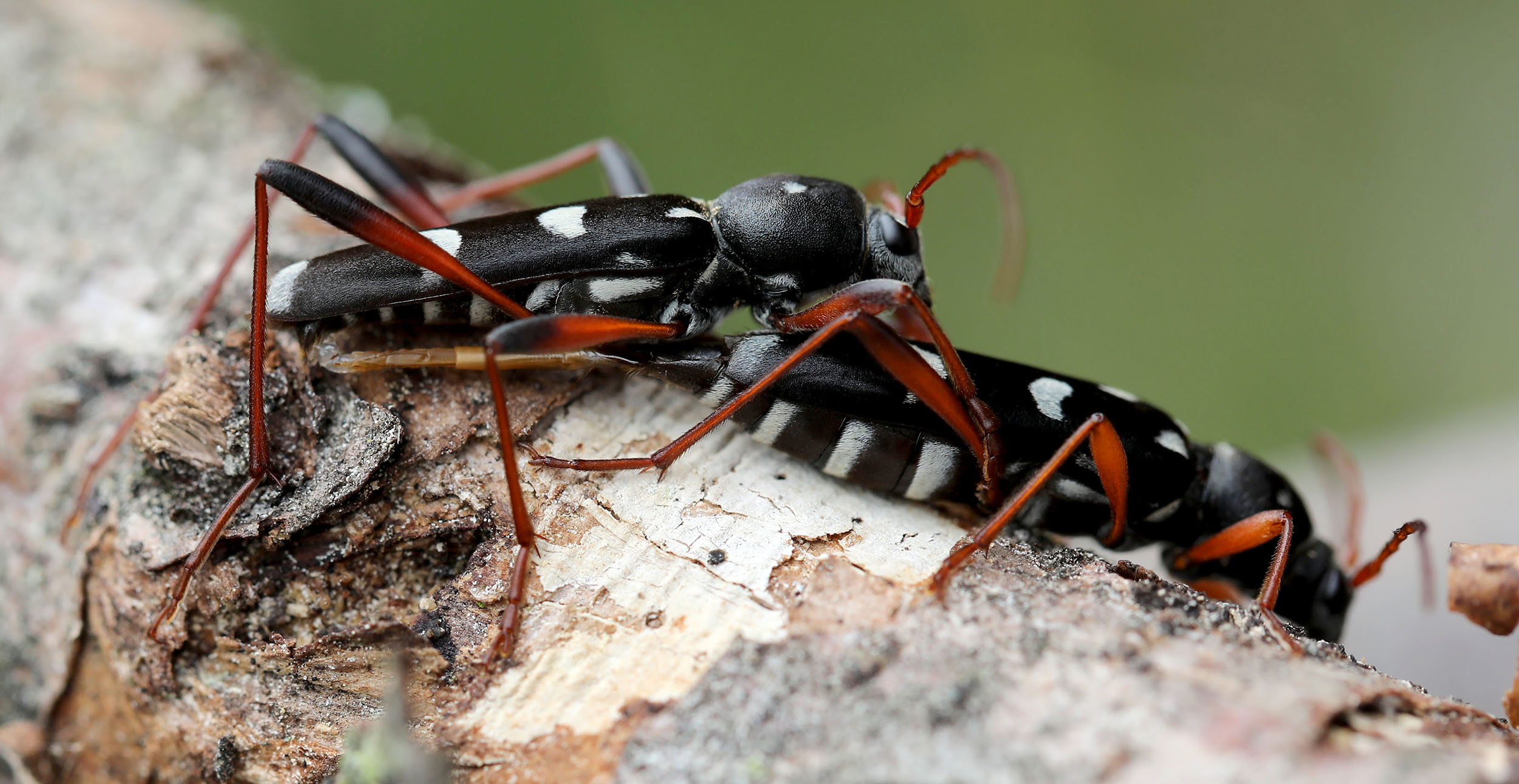 Isotomus speciosus