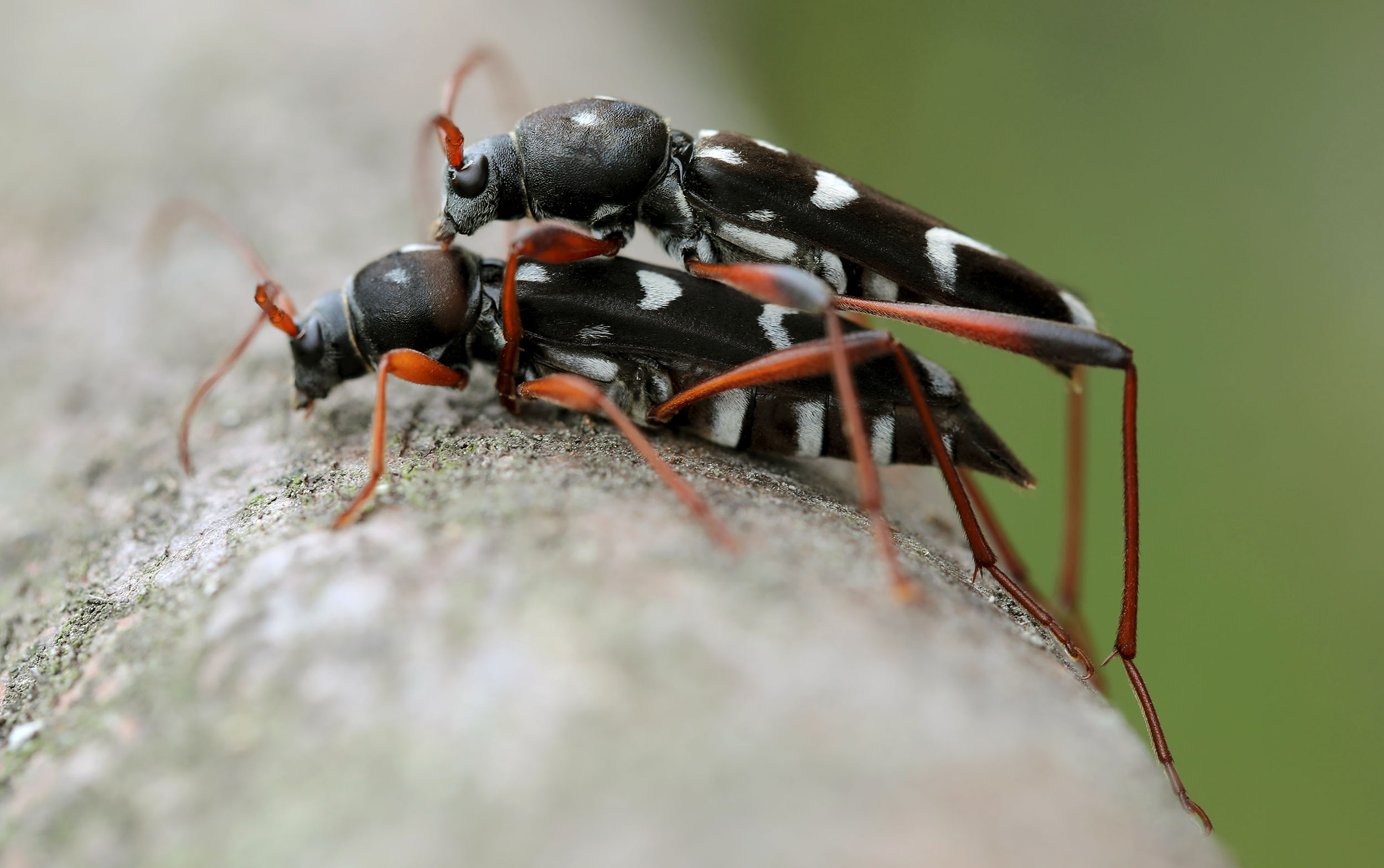 Isotomus speciosus