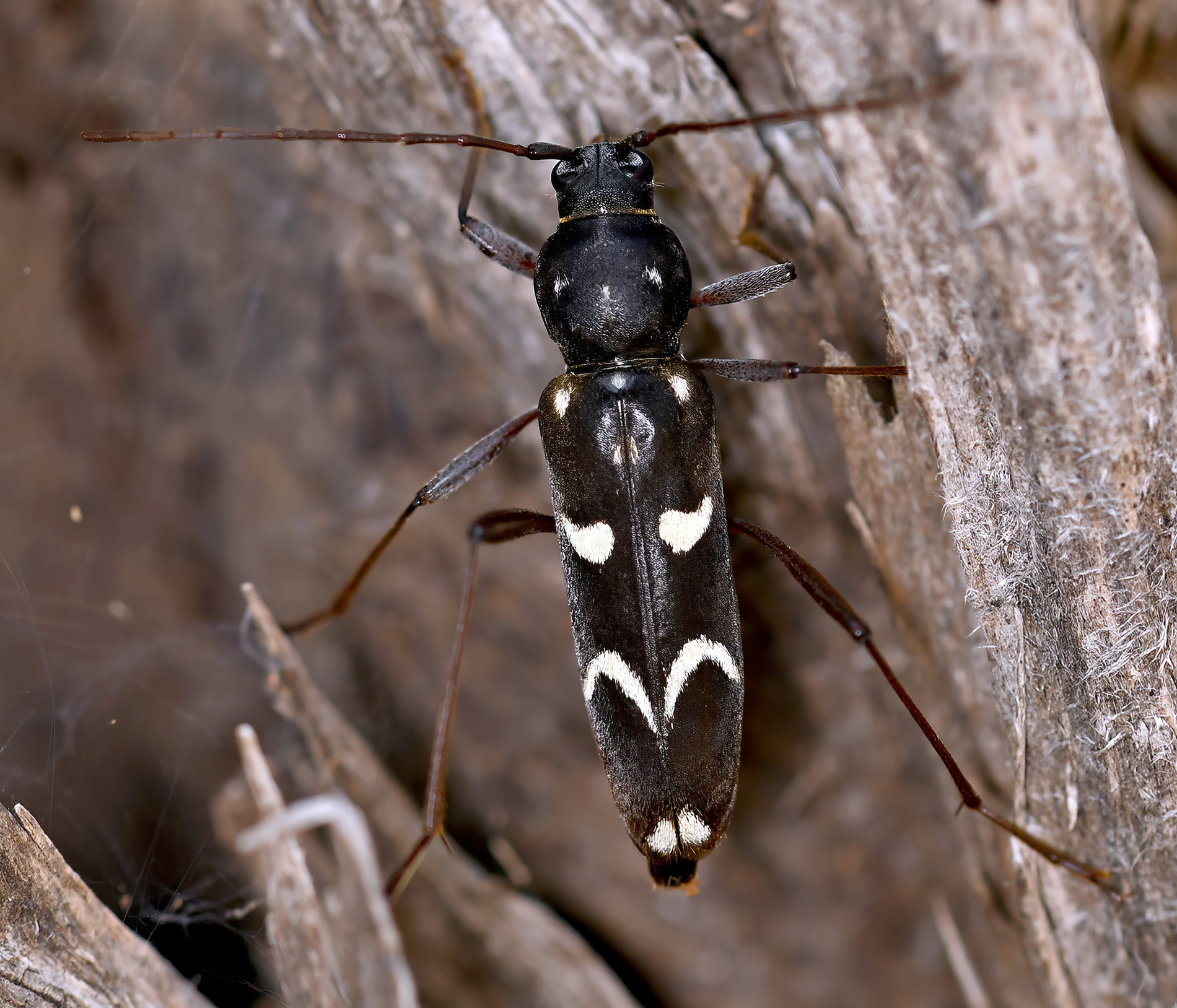 Isotomus speciosus jarmilae