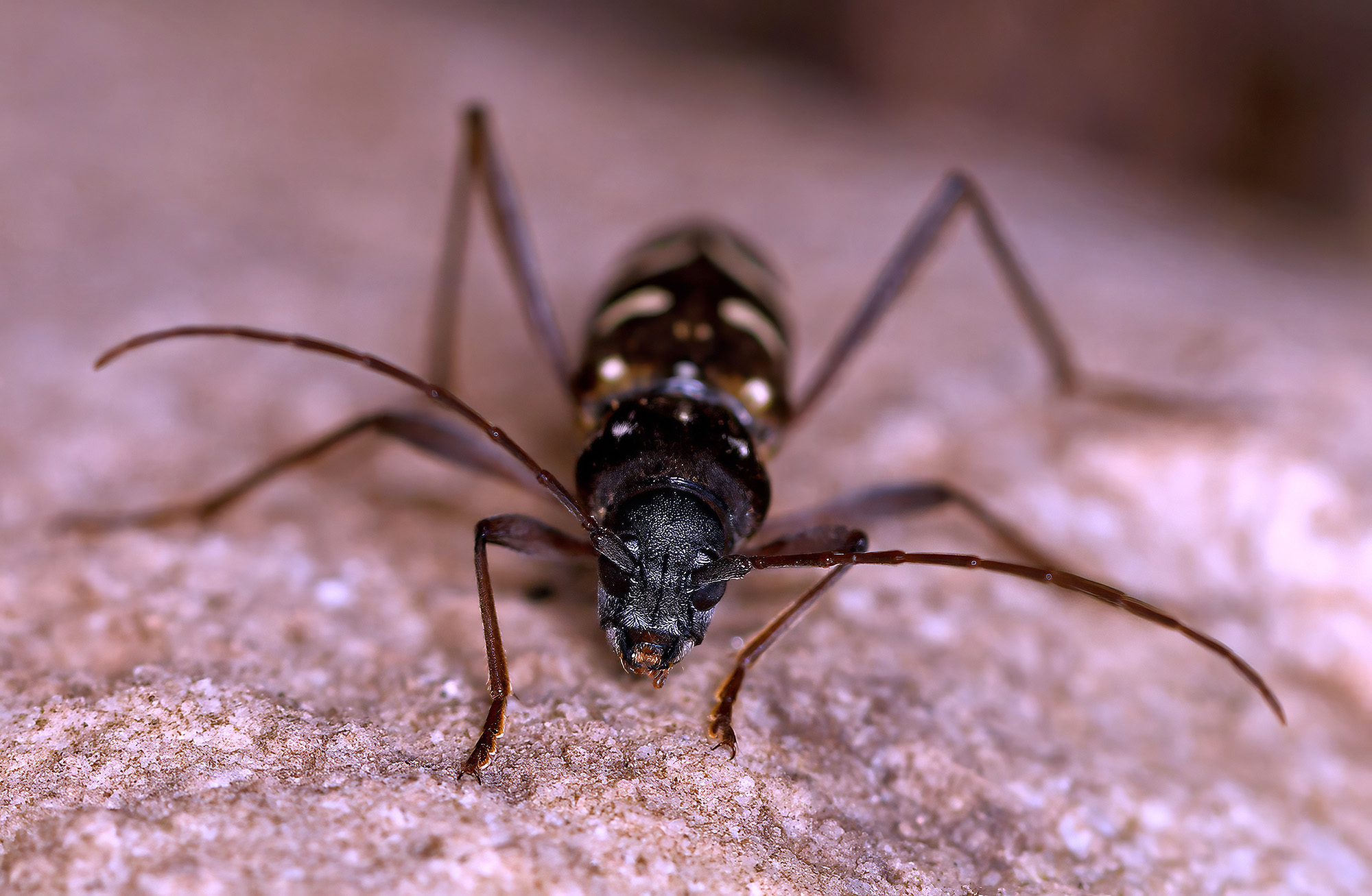 Isotomus speciosus jarmilae