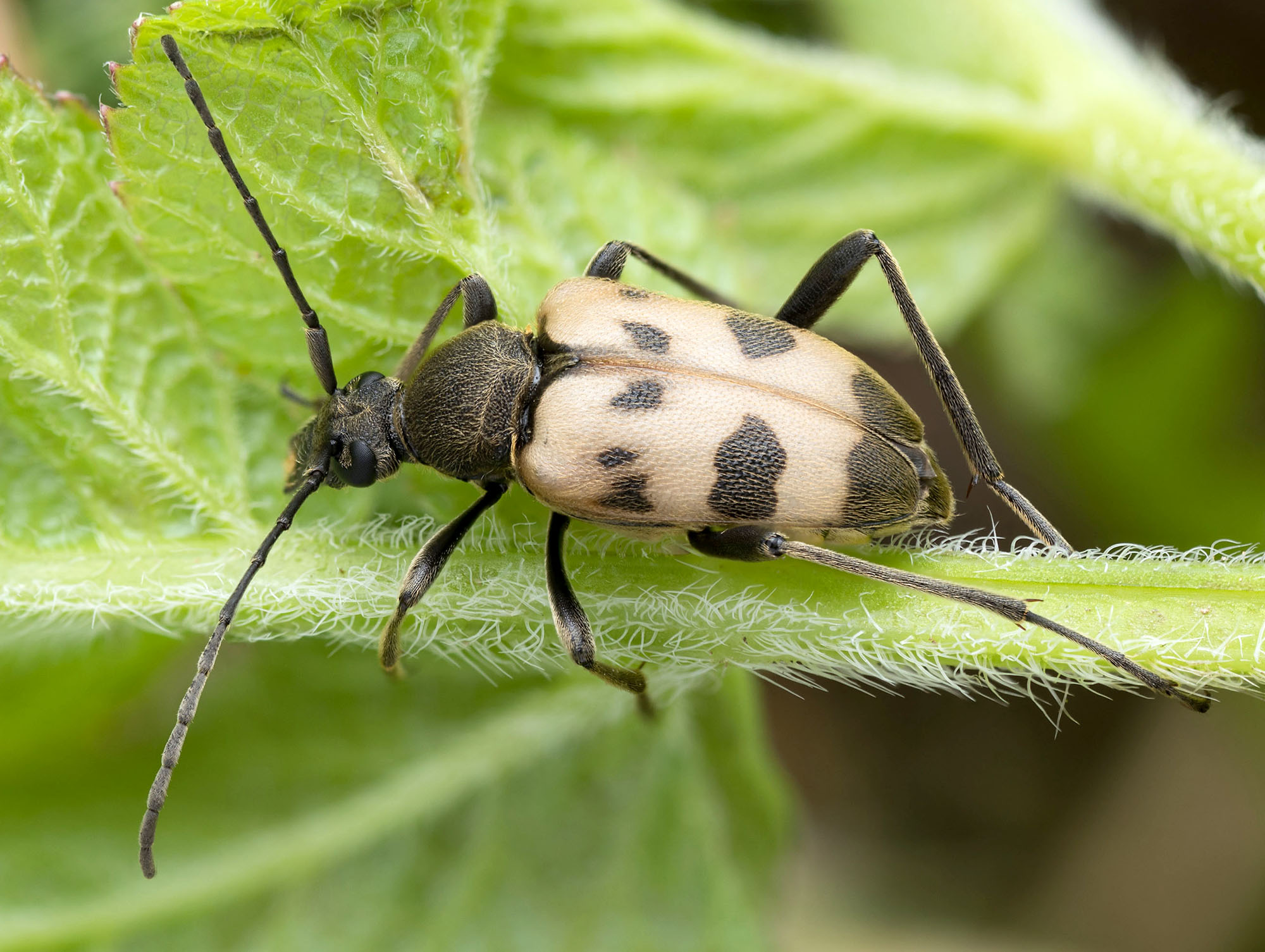 Pachytodes cerambyciformis