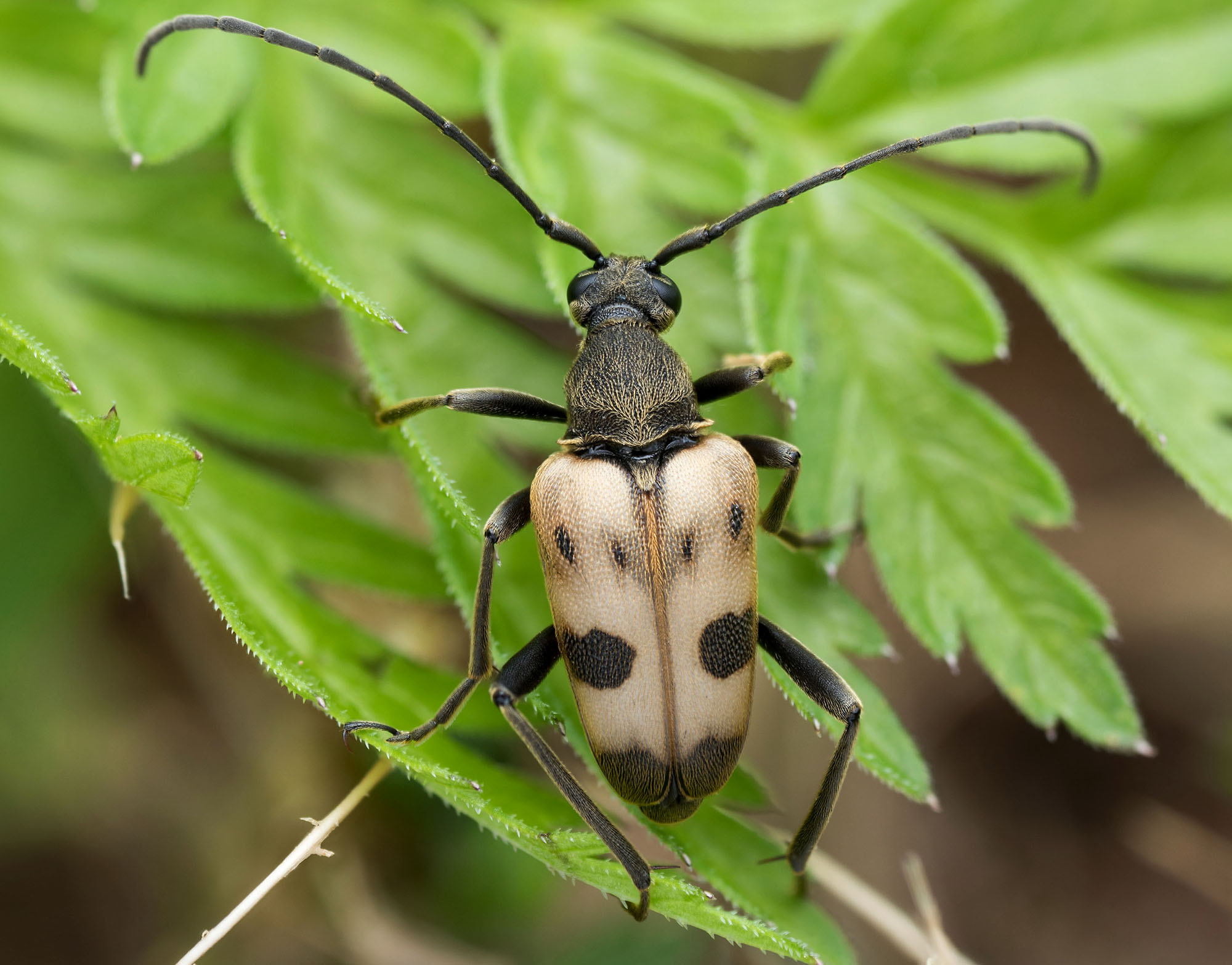 Pachytodes cerambyciformis