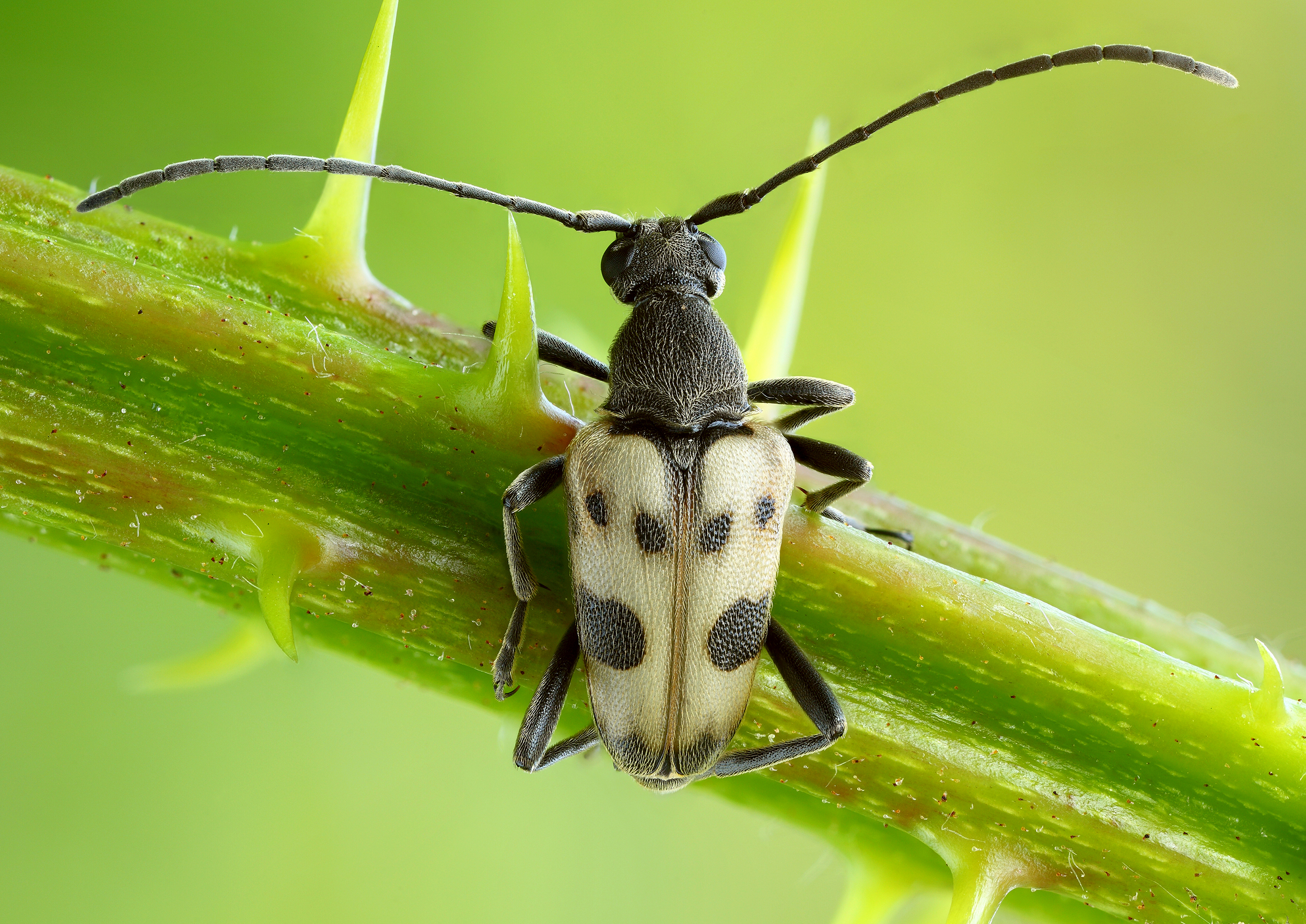 Pachytodes cerambyciformis