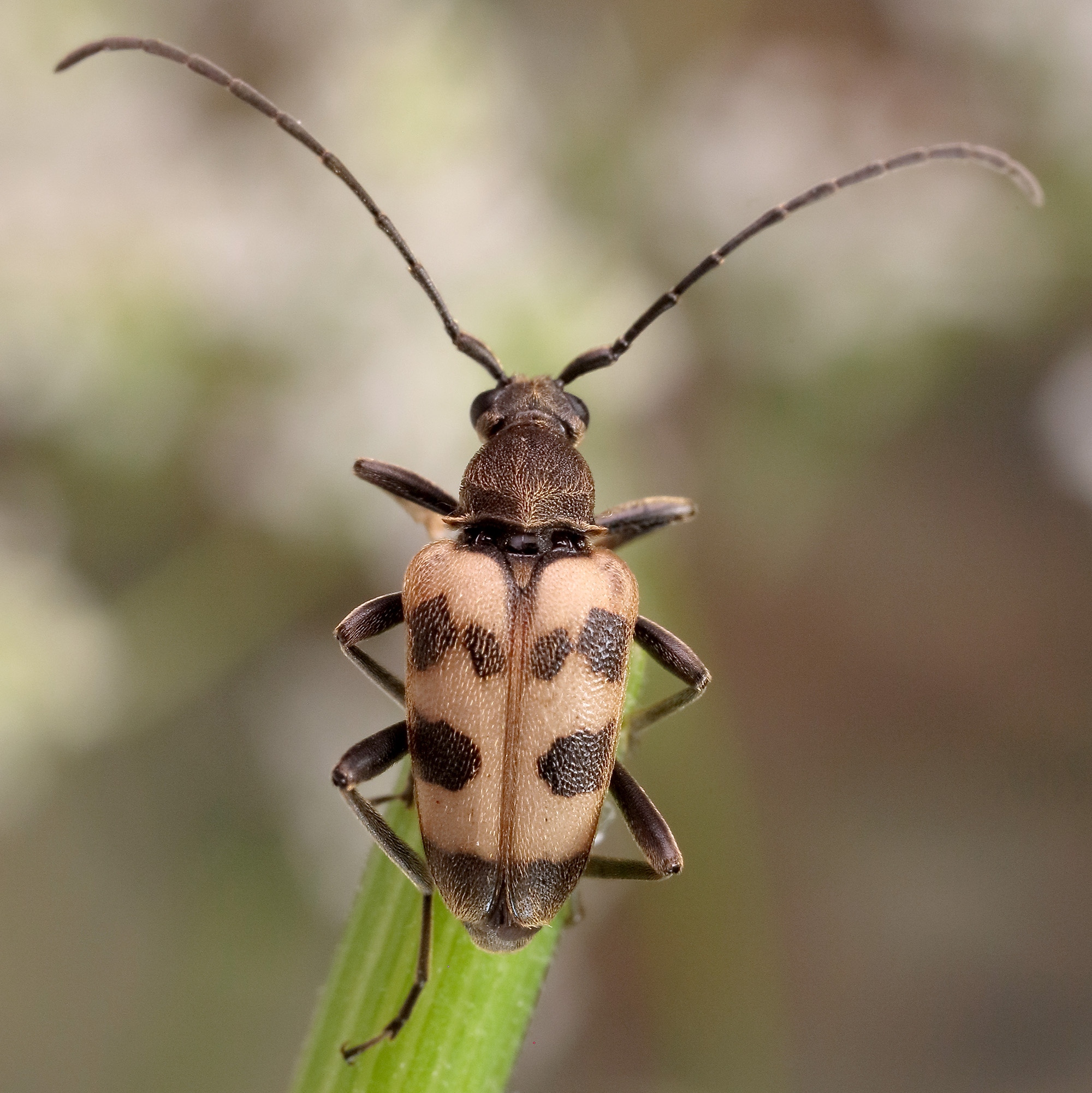 Pachytodes cerambyciformis