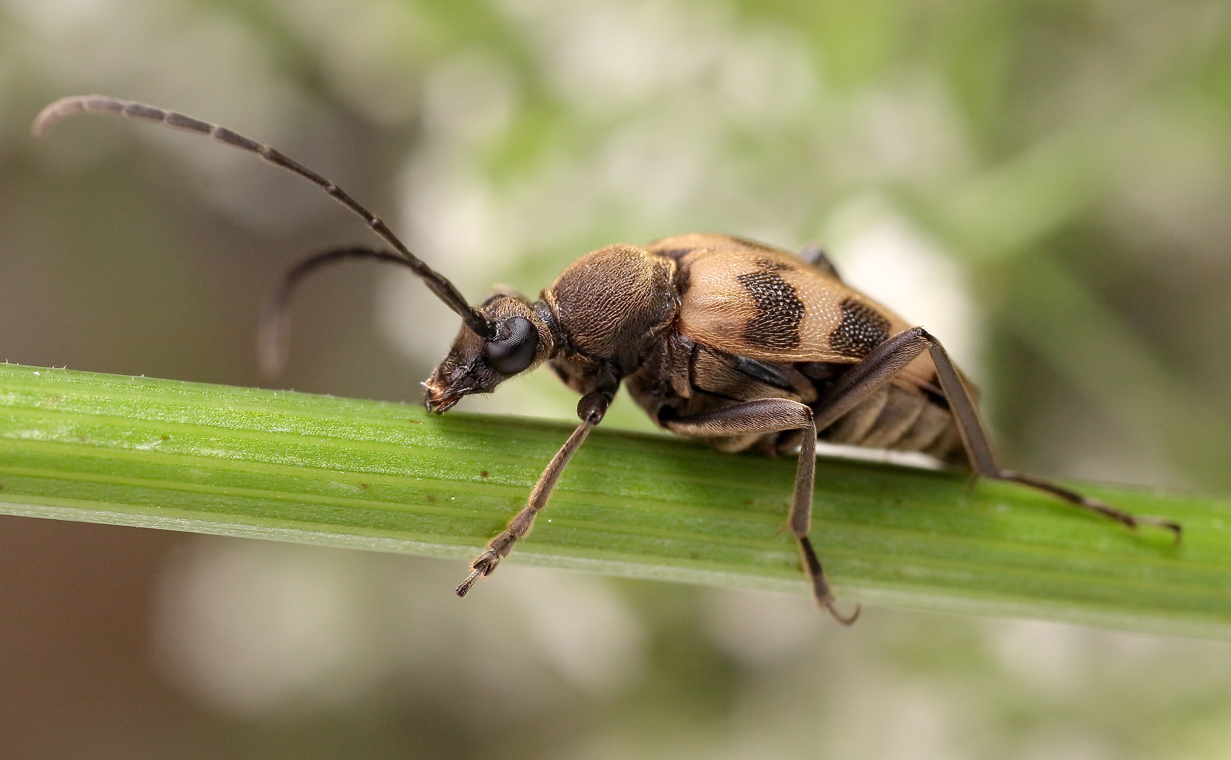 Pachytodes cerambyciformis