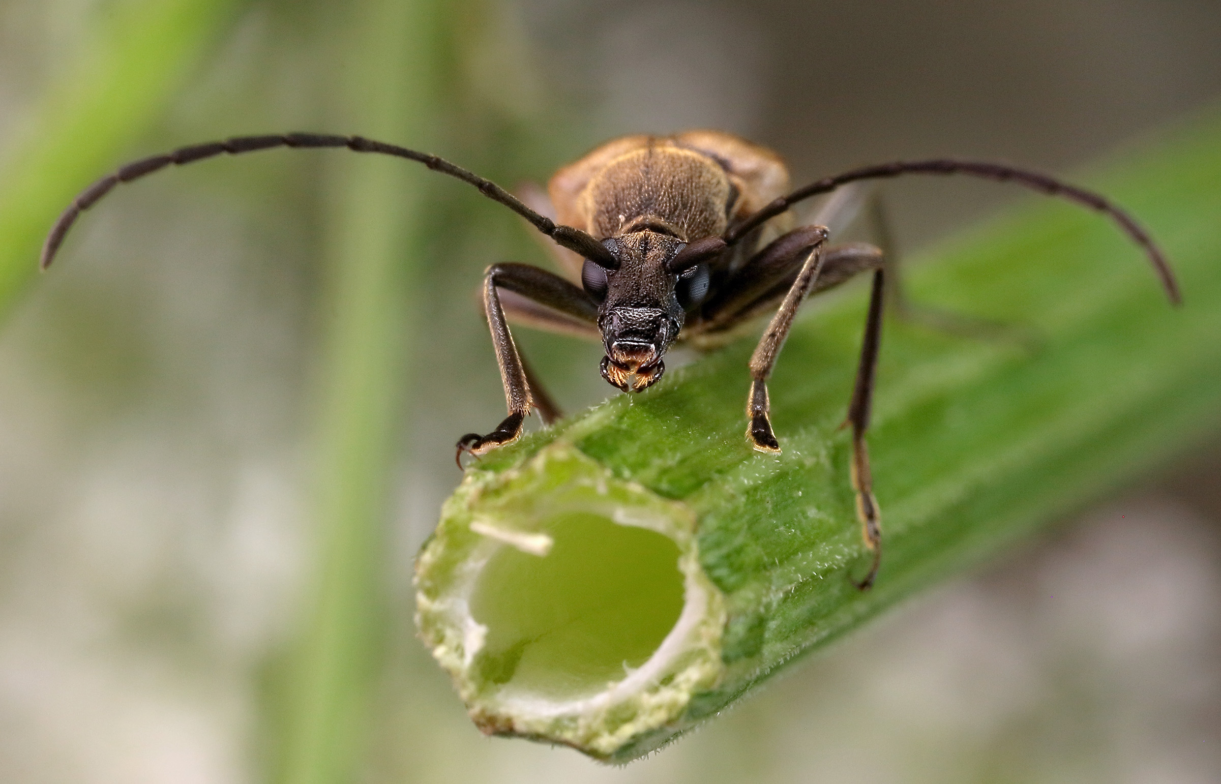 Pachytodes cerambyciformis