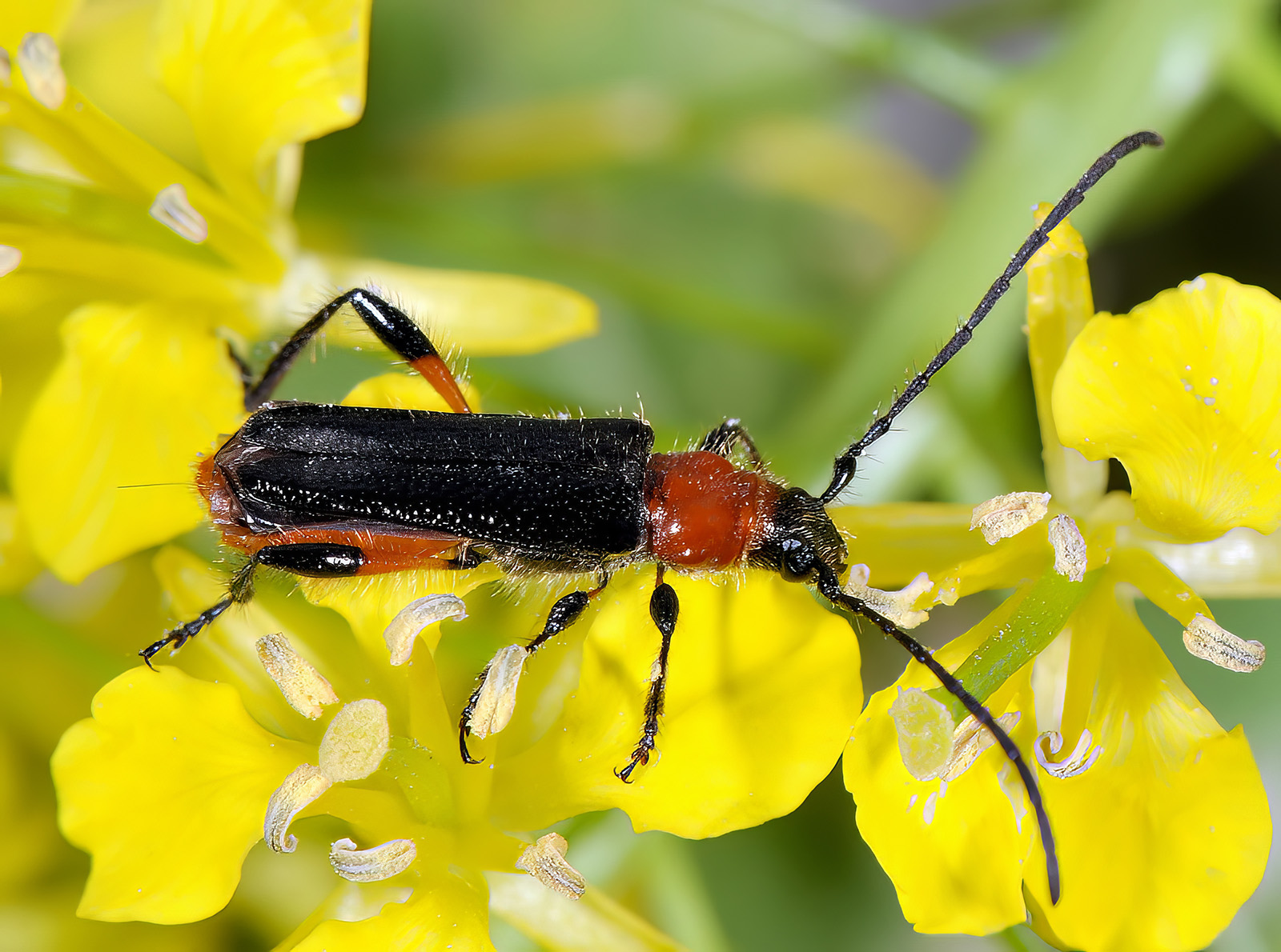 Lampropterus femoratus