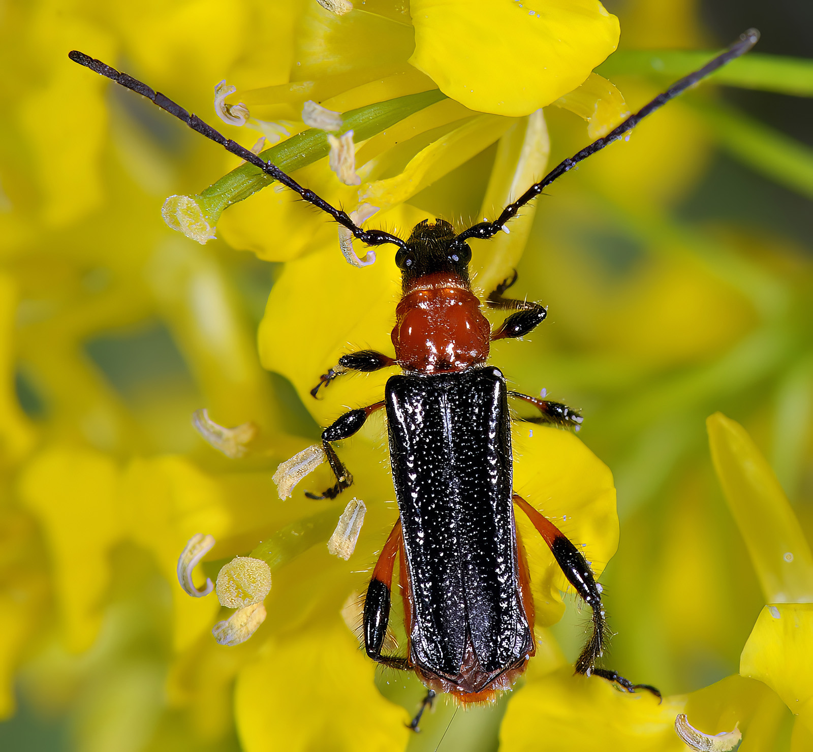 Lampropterus femoratus