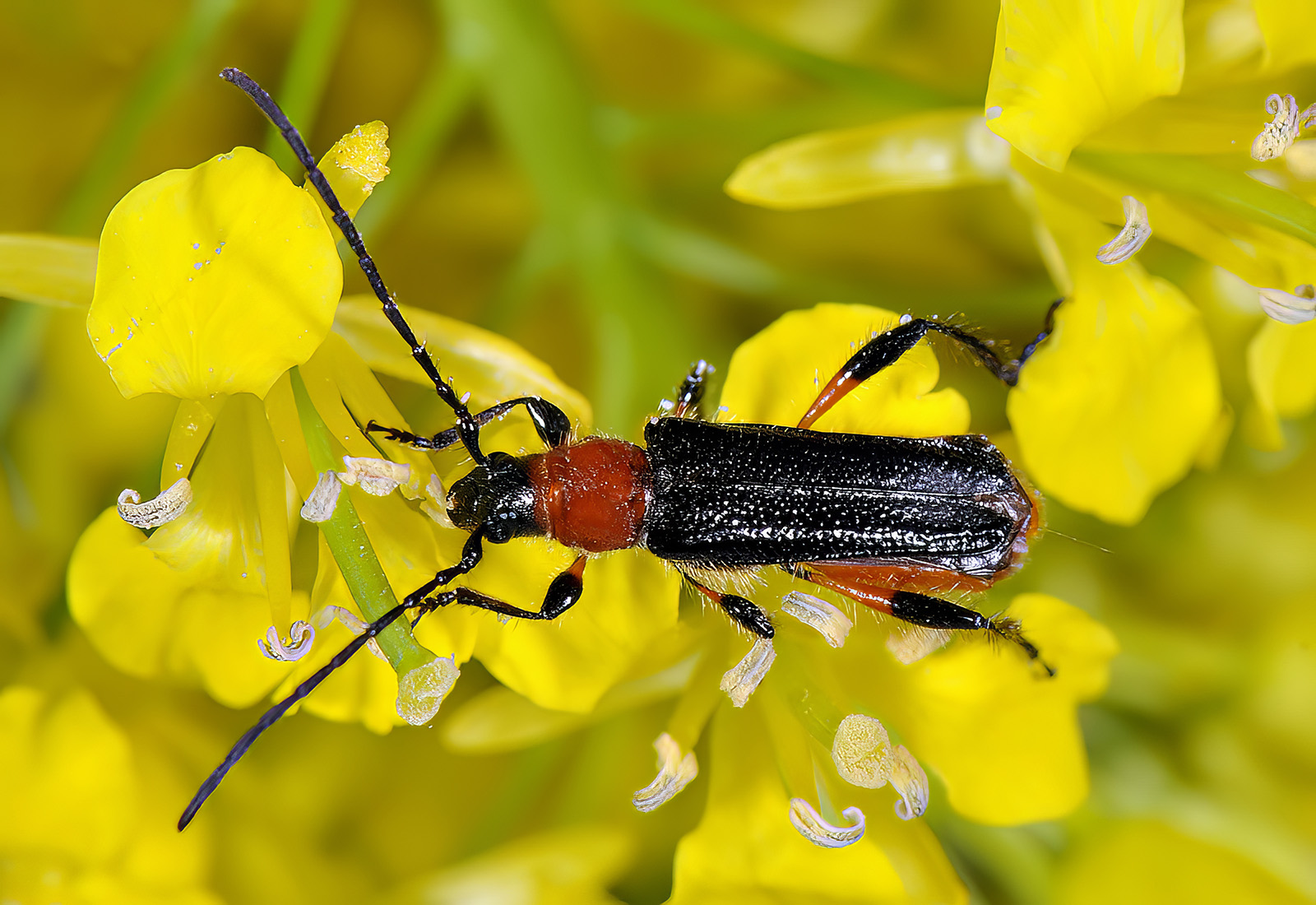 Lampropterus femoratus