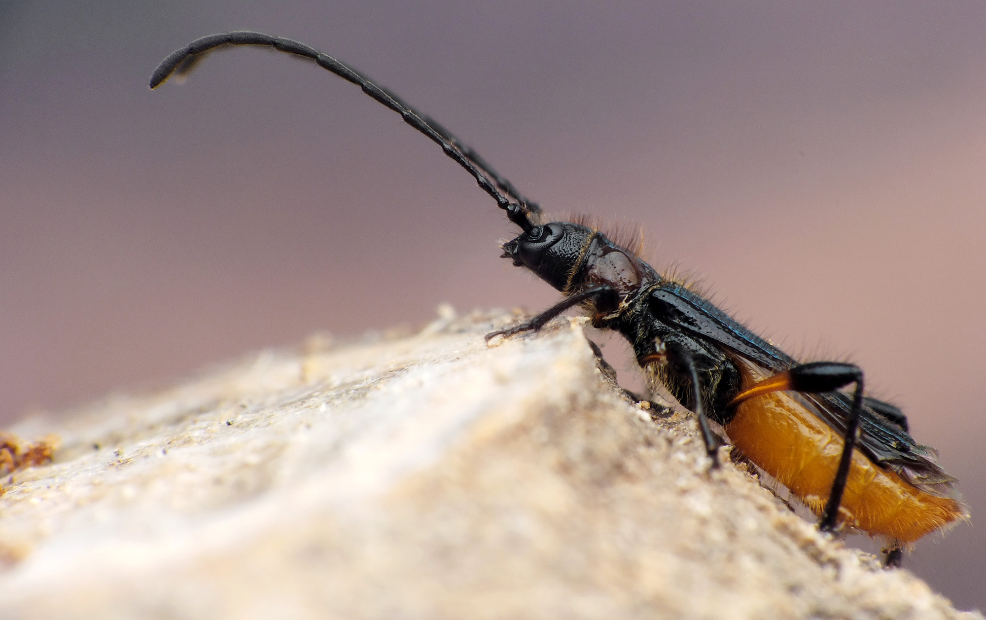 Lampropterus femoratus