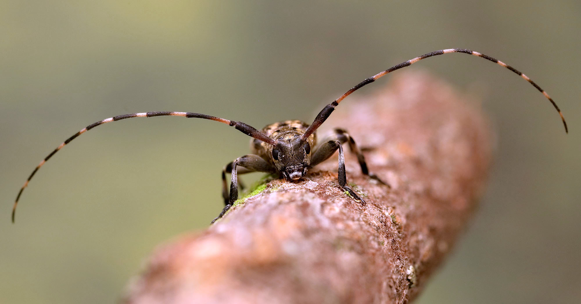 Leiopus linnei