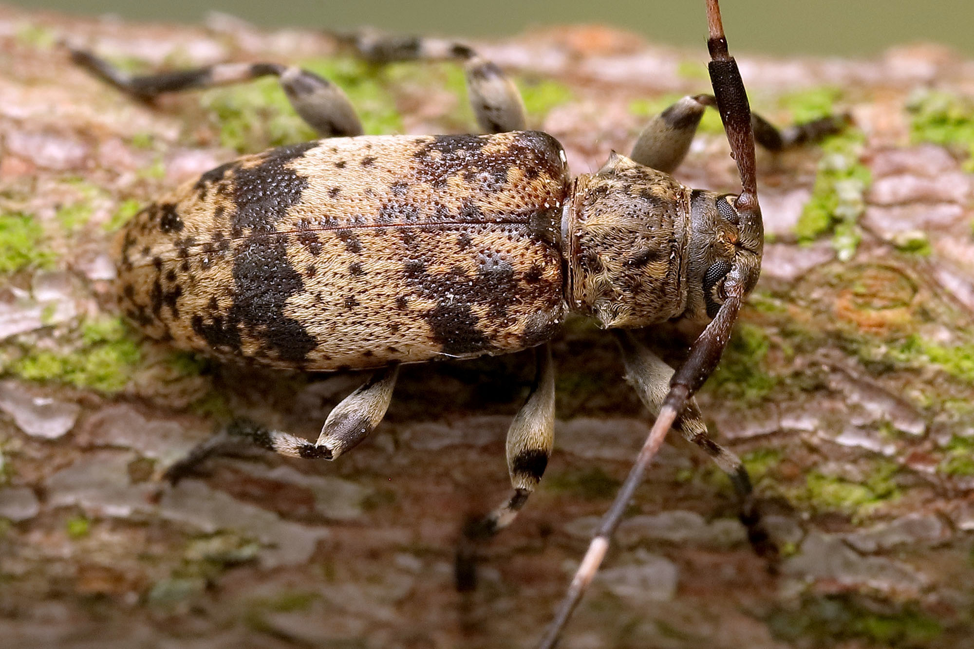 Leiopus linnei