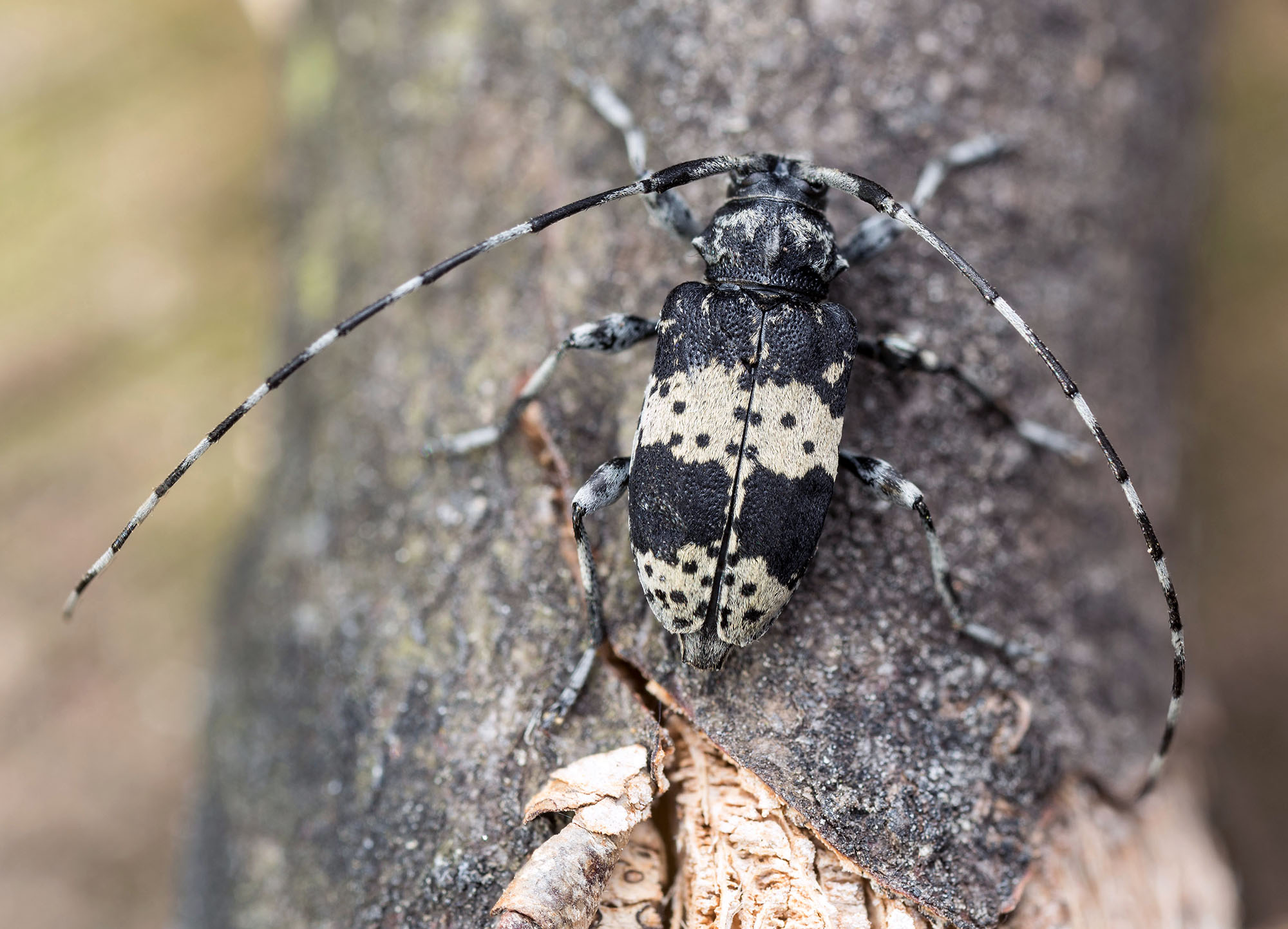 Leiopus punctulatus