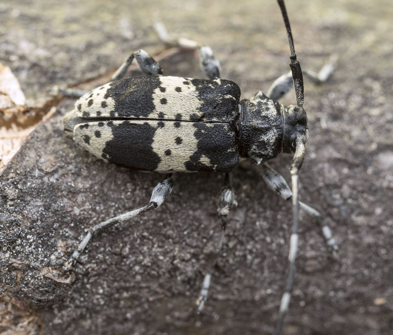 Leiopus punctulatus