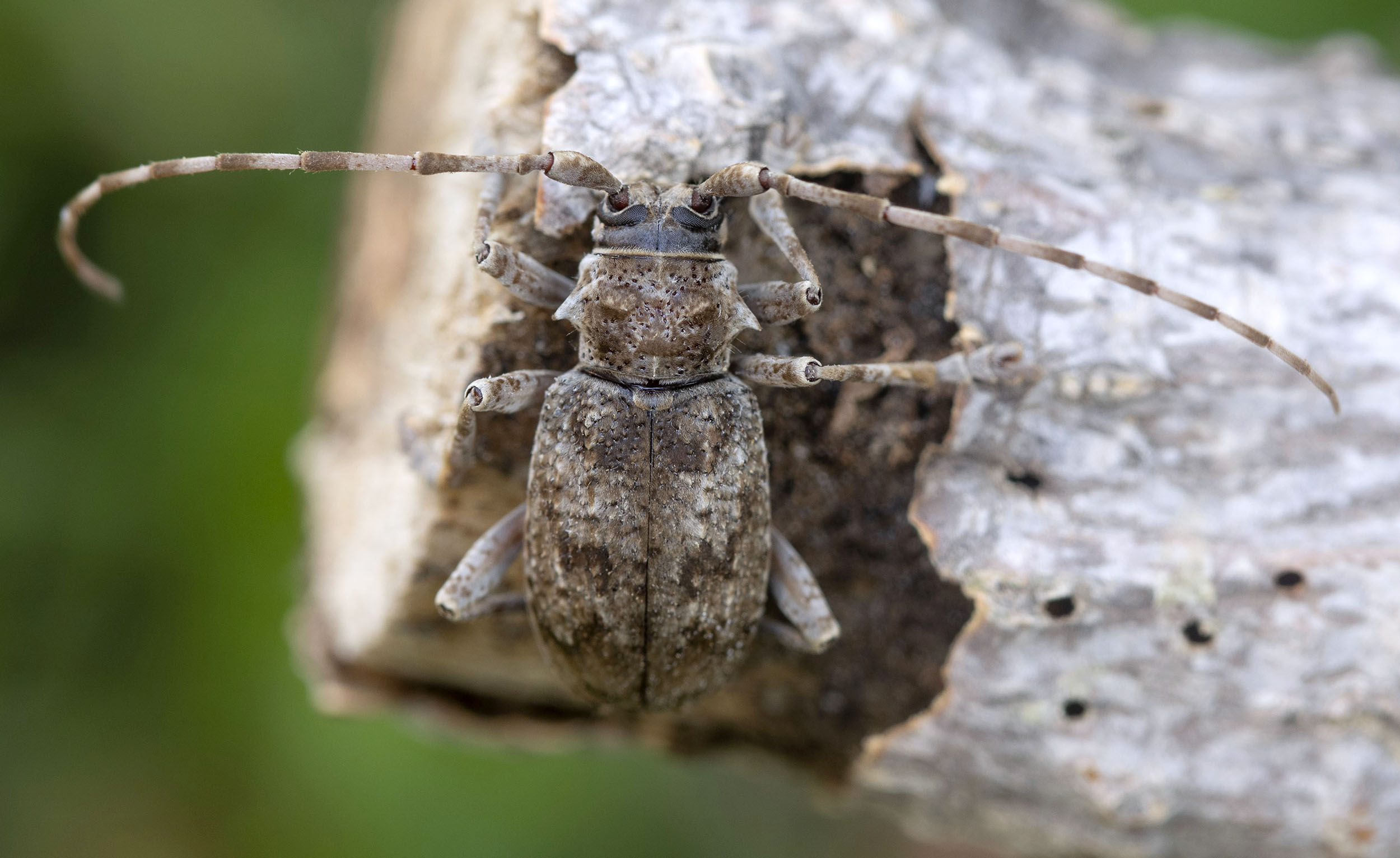 Lepromoris gibba