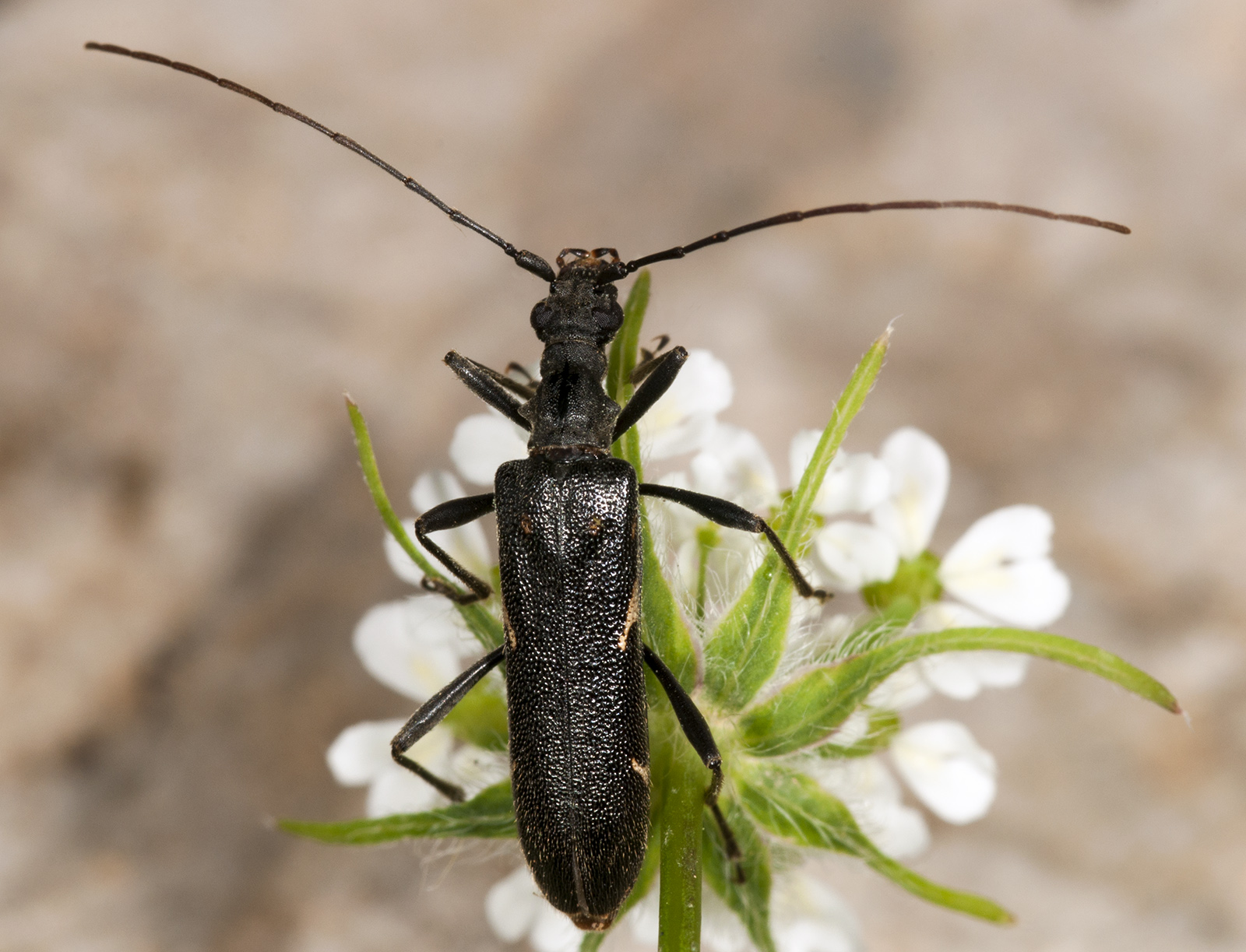 Leptorhabdium illyricum