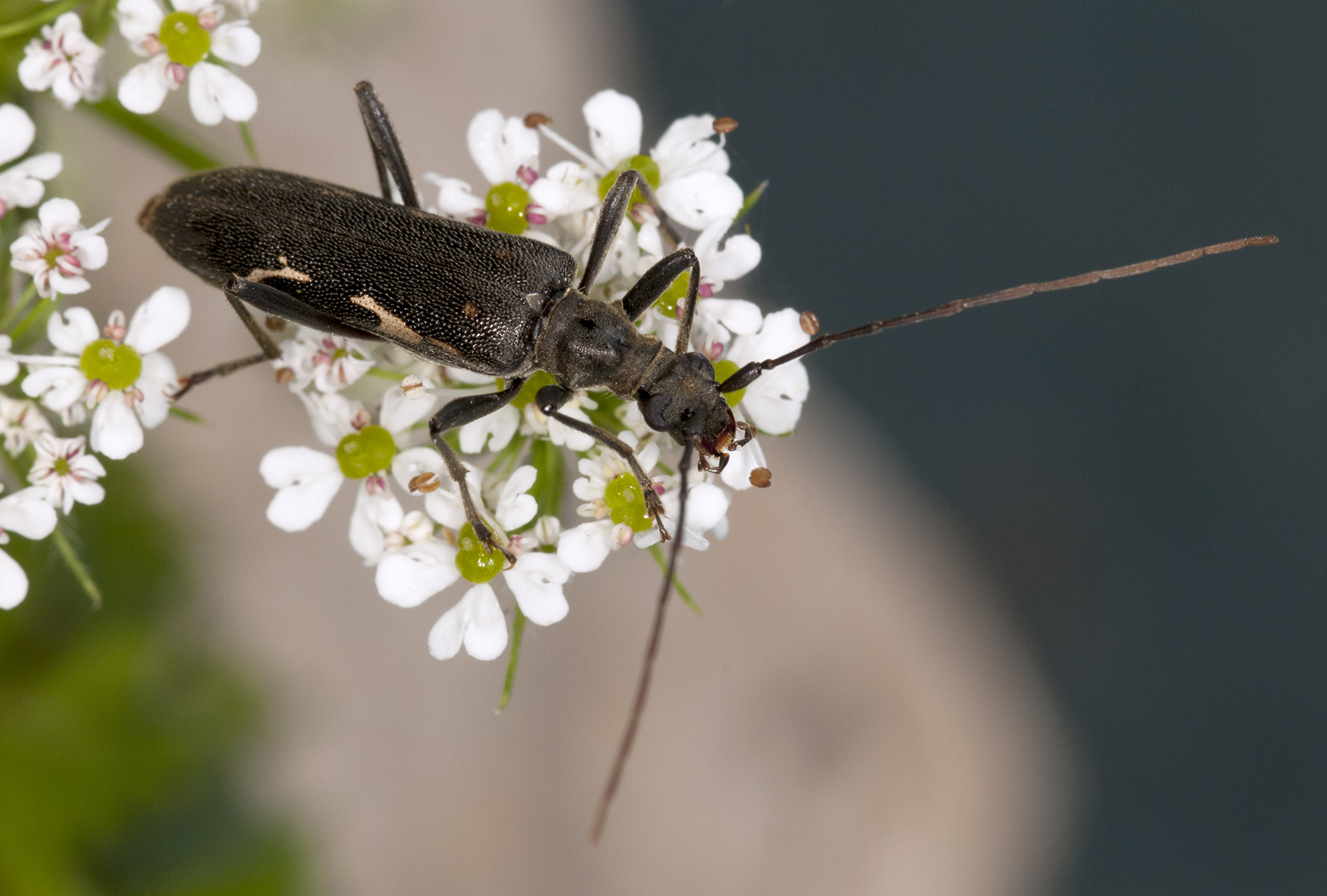 Leptorhabdium illyricum