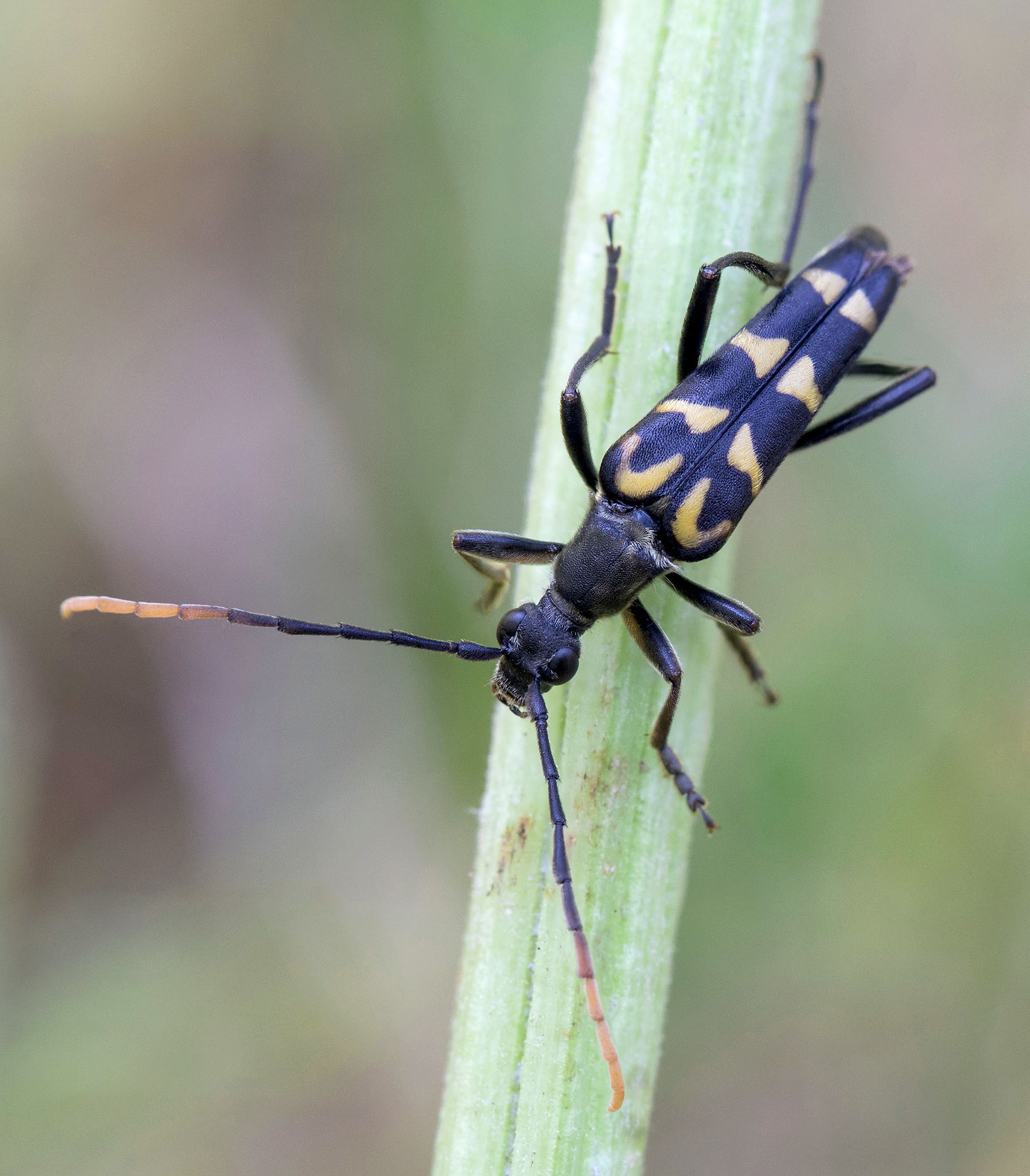 Leptura annularis