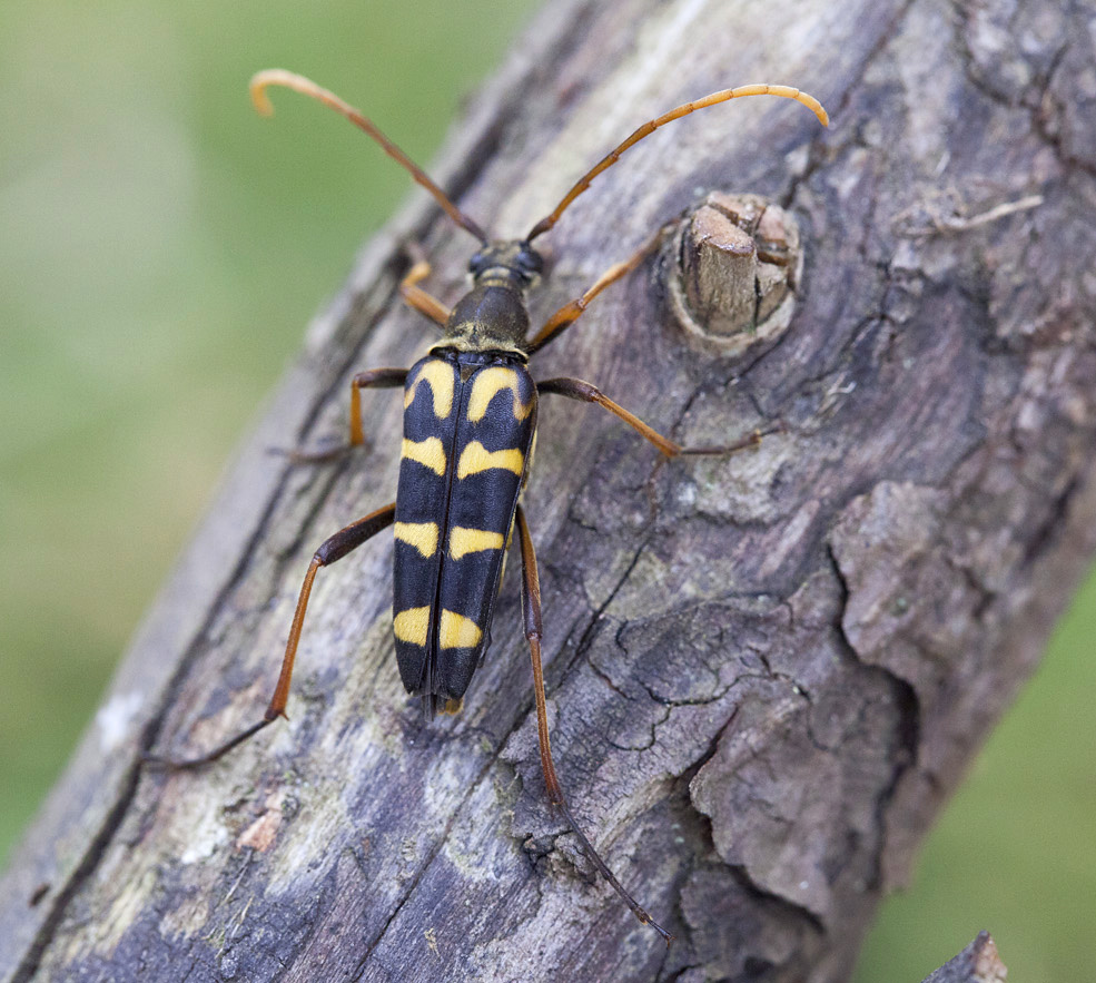 Leptura annularis