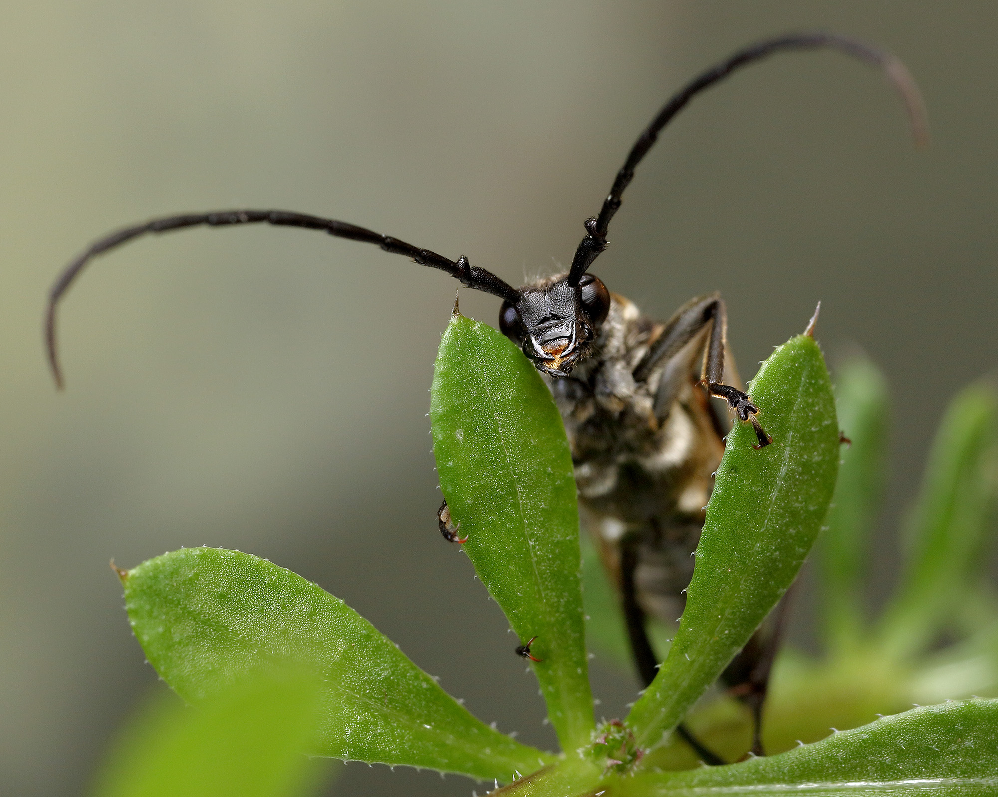 Leptura quadrifasciata quadrifasciata