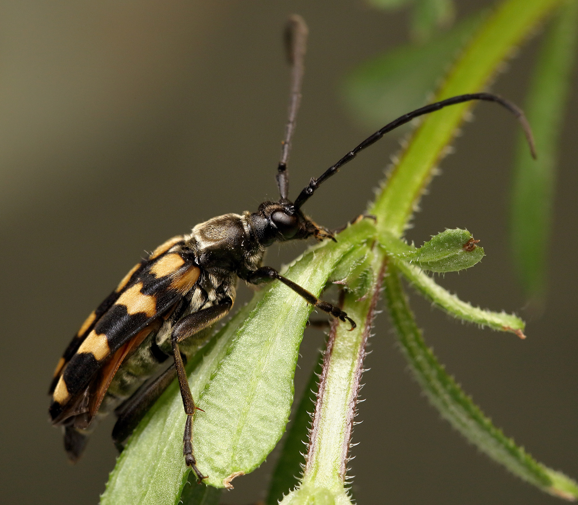 Leptura quadrifasciata quadrifasciata