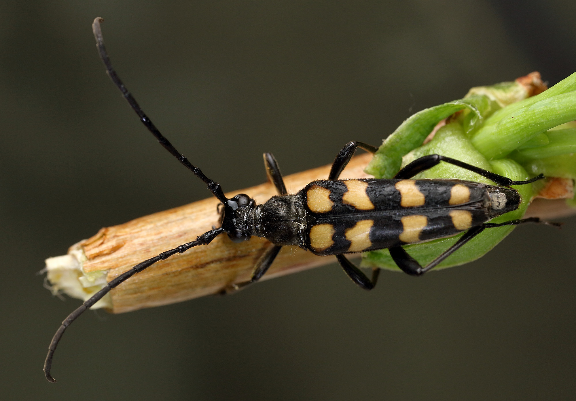 Leptura quadrifasciata quadrifasciata