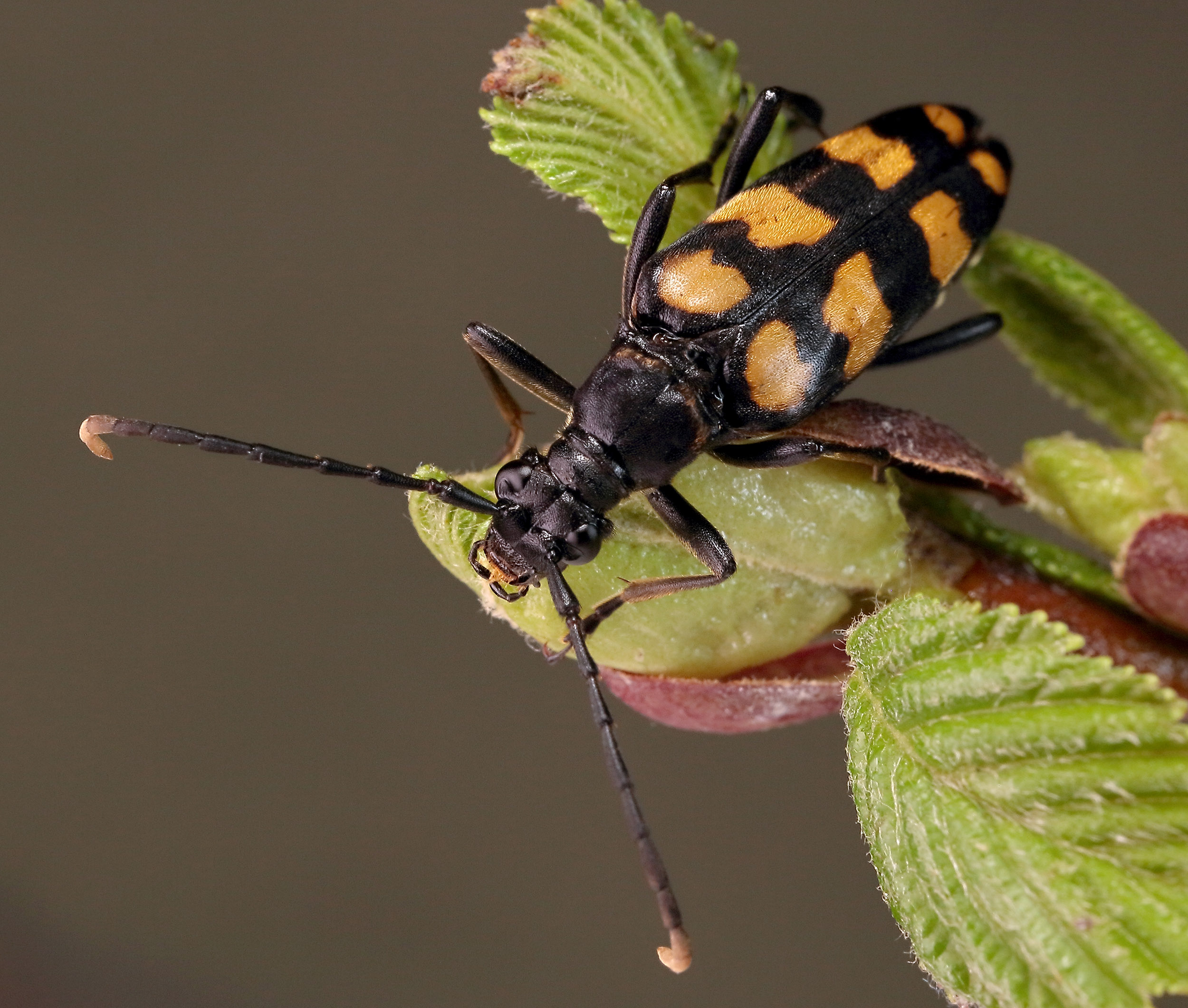 Leptura quadrifasciata quadrifasciata