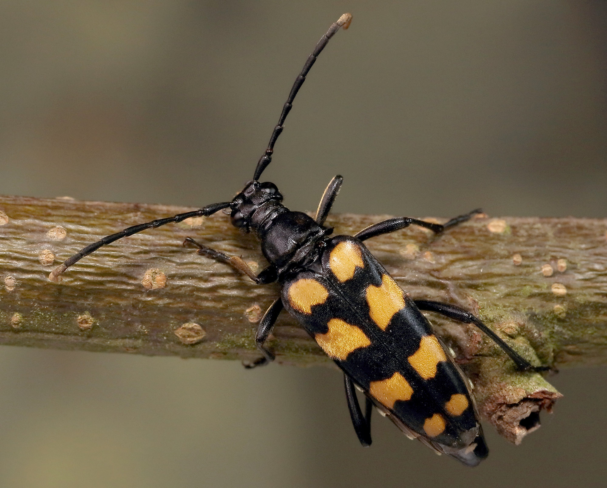 Leptura quadrifasciata quadrifasciata