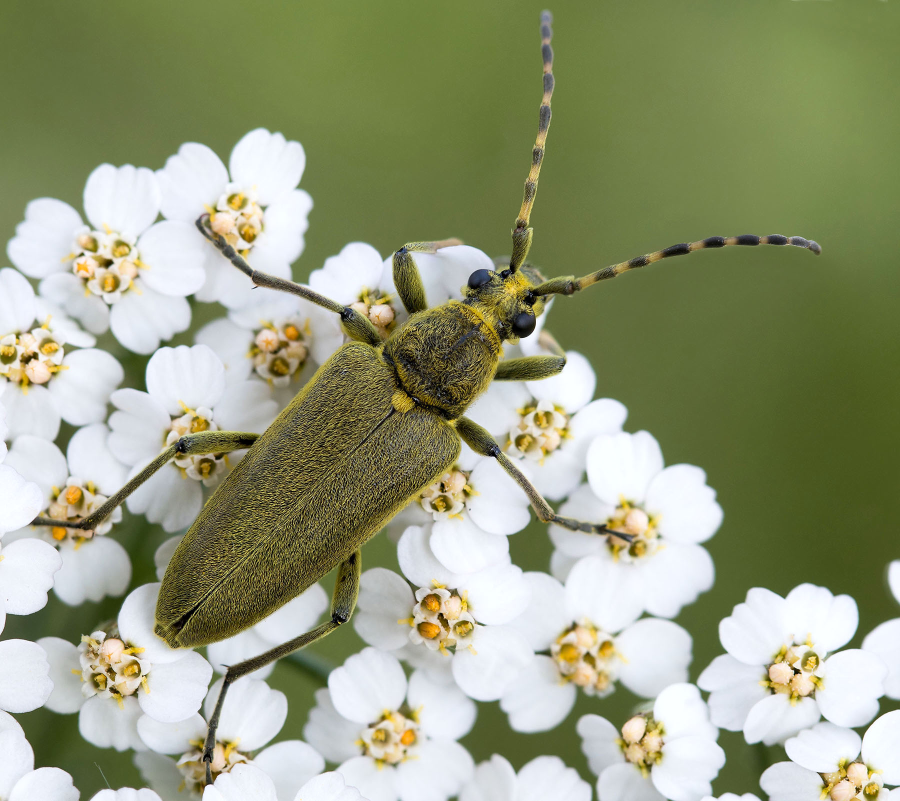 Lepturobosca virens