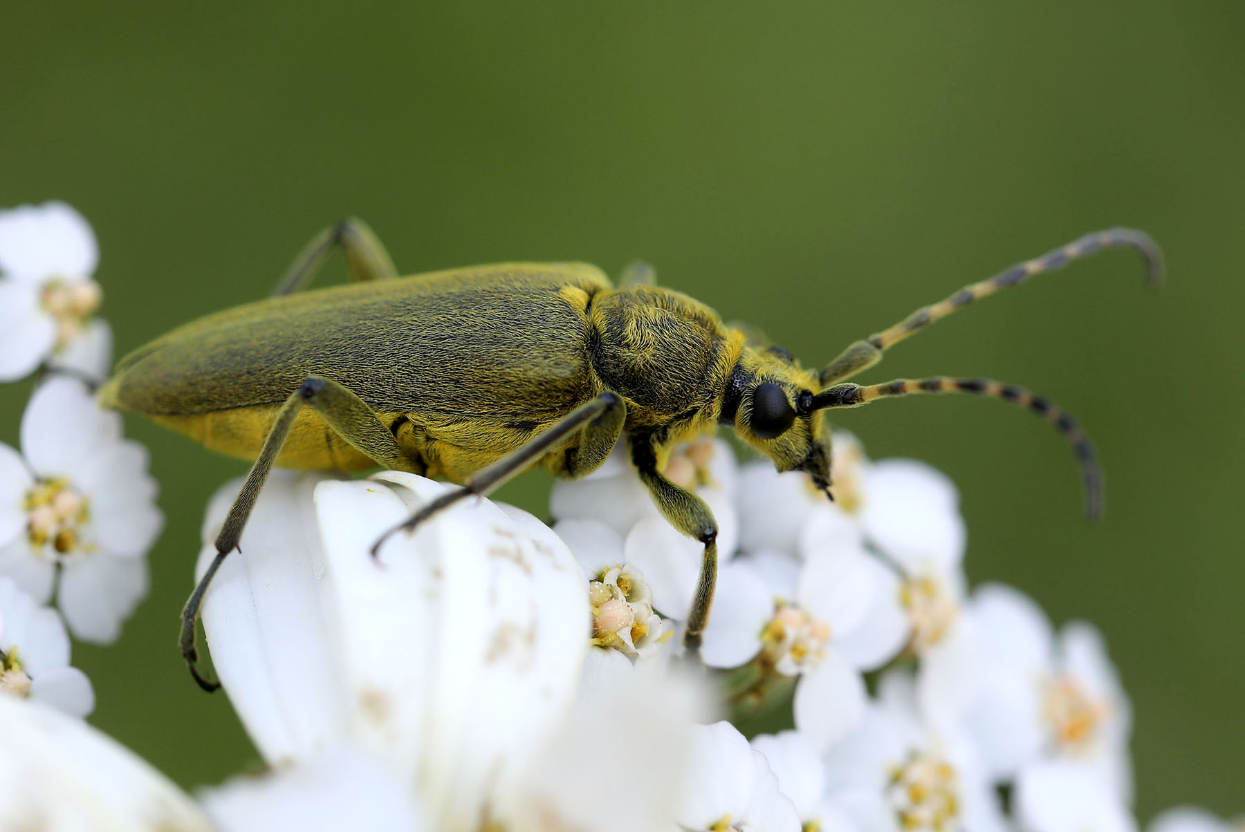 Lepturobosca virens