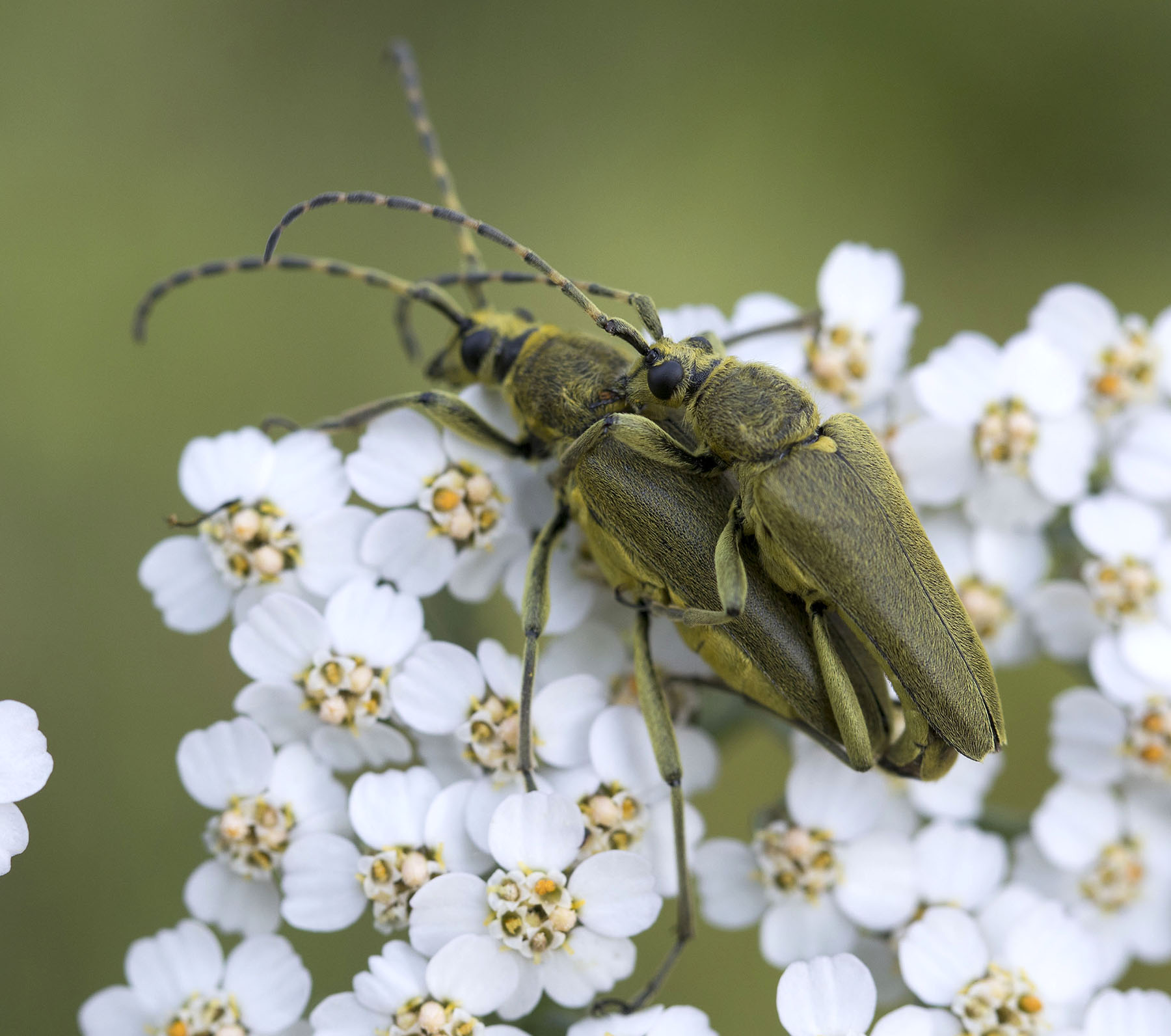 Lepturobosca virens