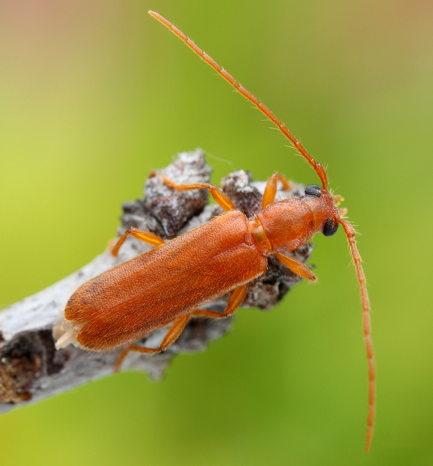 Lioderina linearis