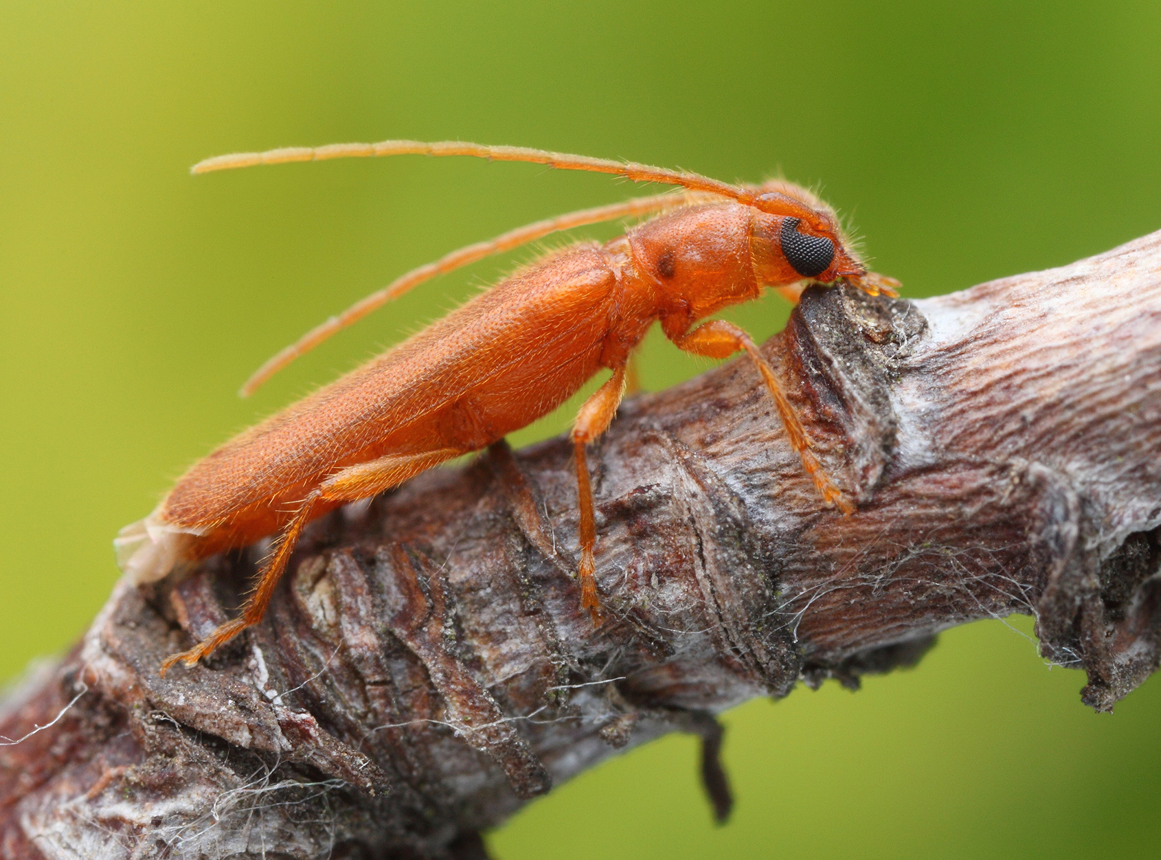 Lioderina linearis