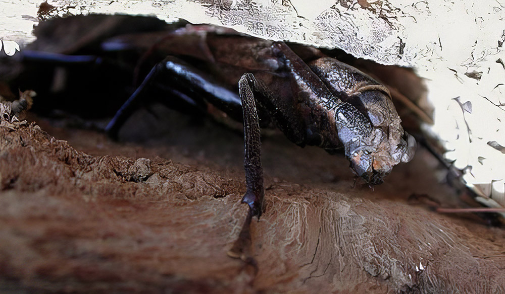 Macrotoma palmata