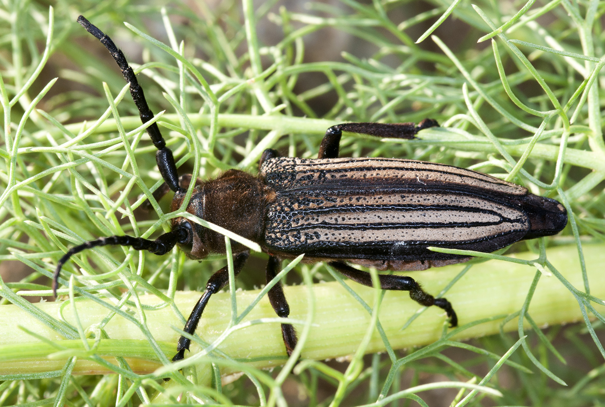 Mallosia costata