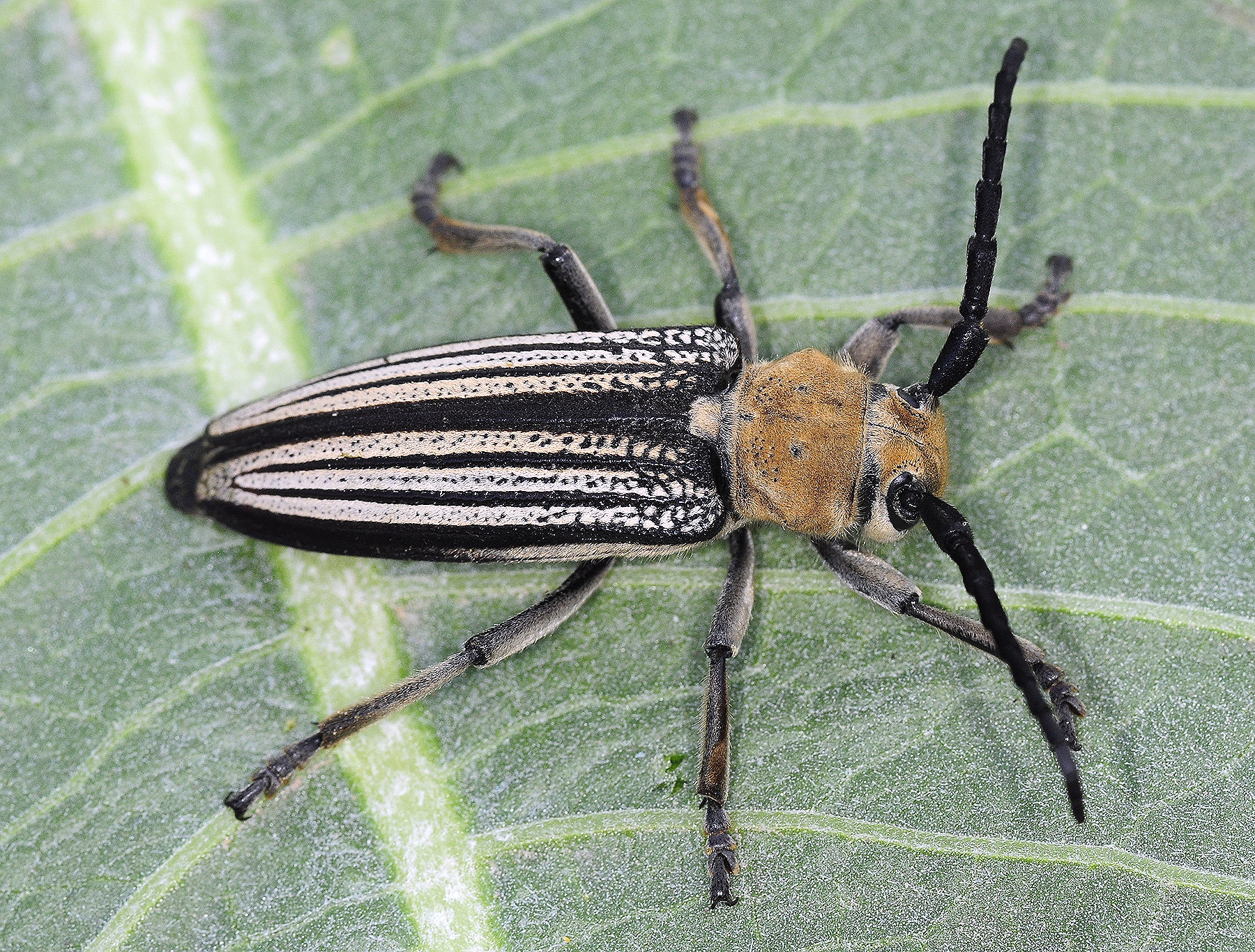 Mallosia costata