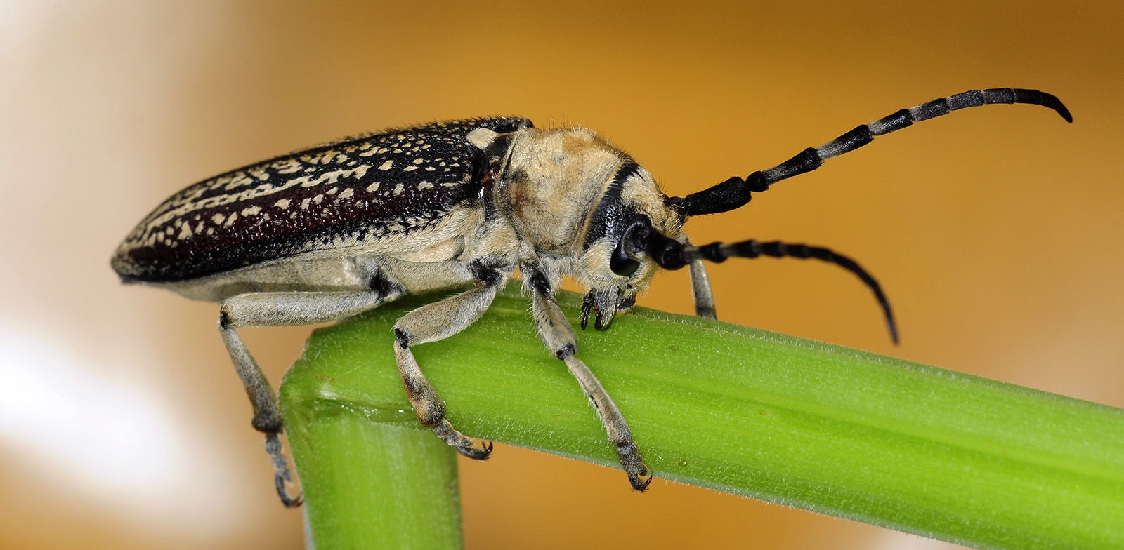 Mallosia galinae female