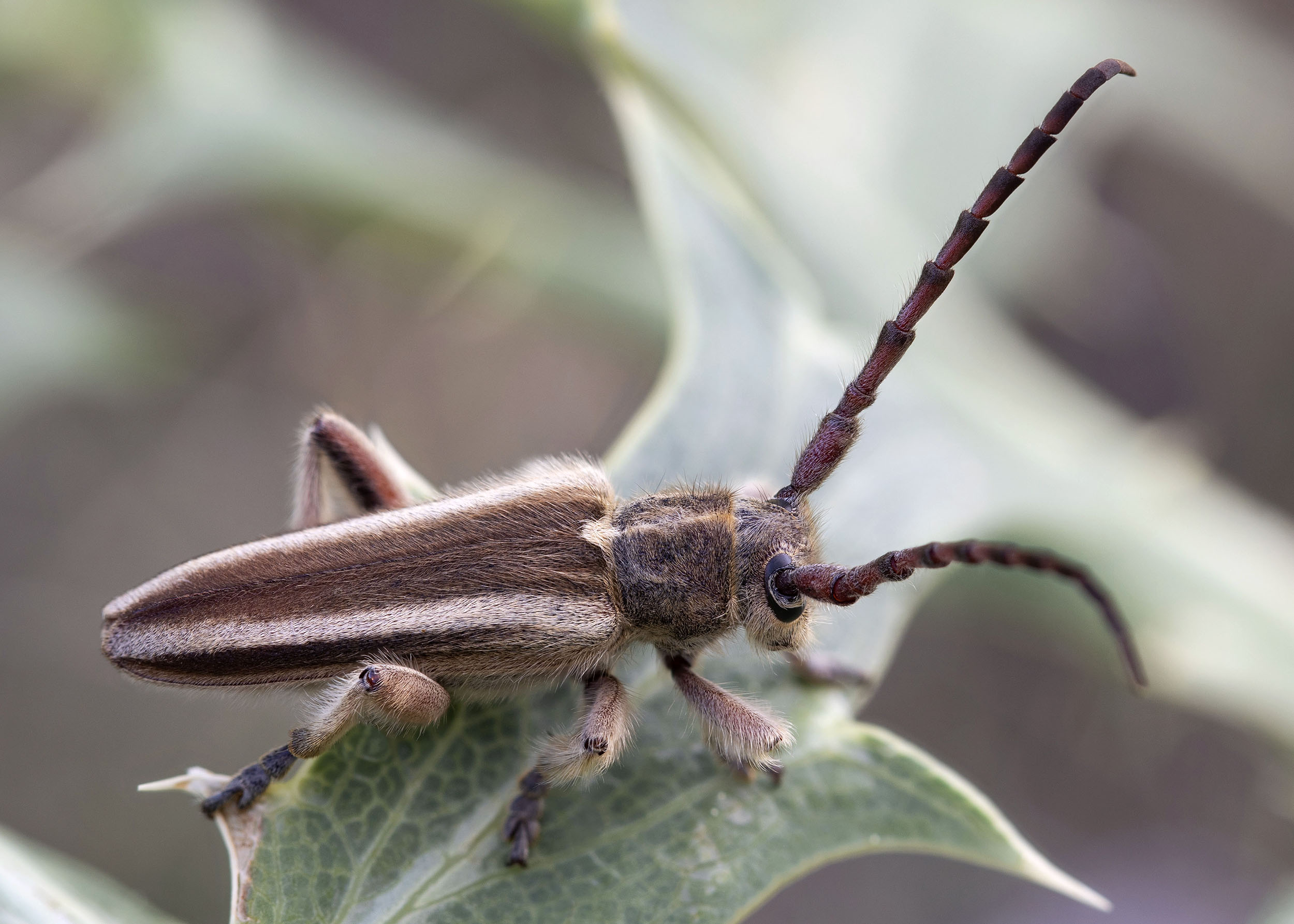 Mallosia graeca