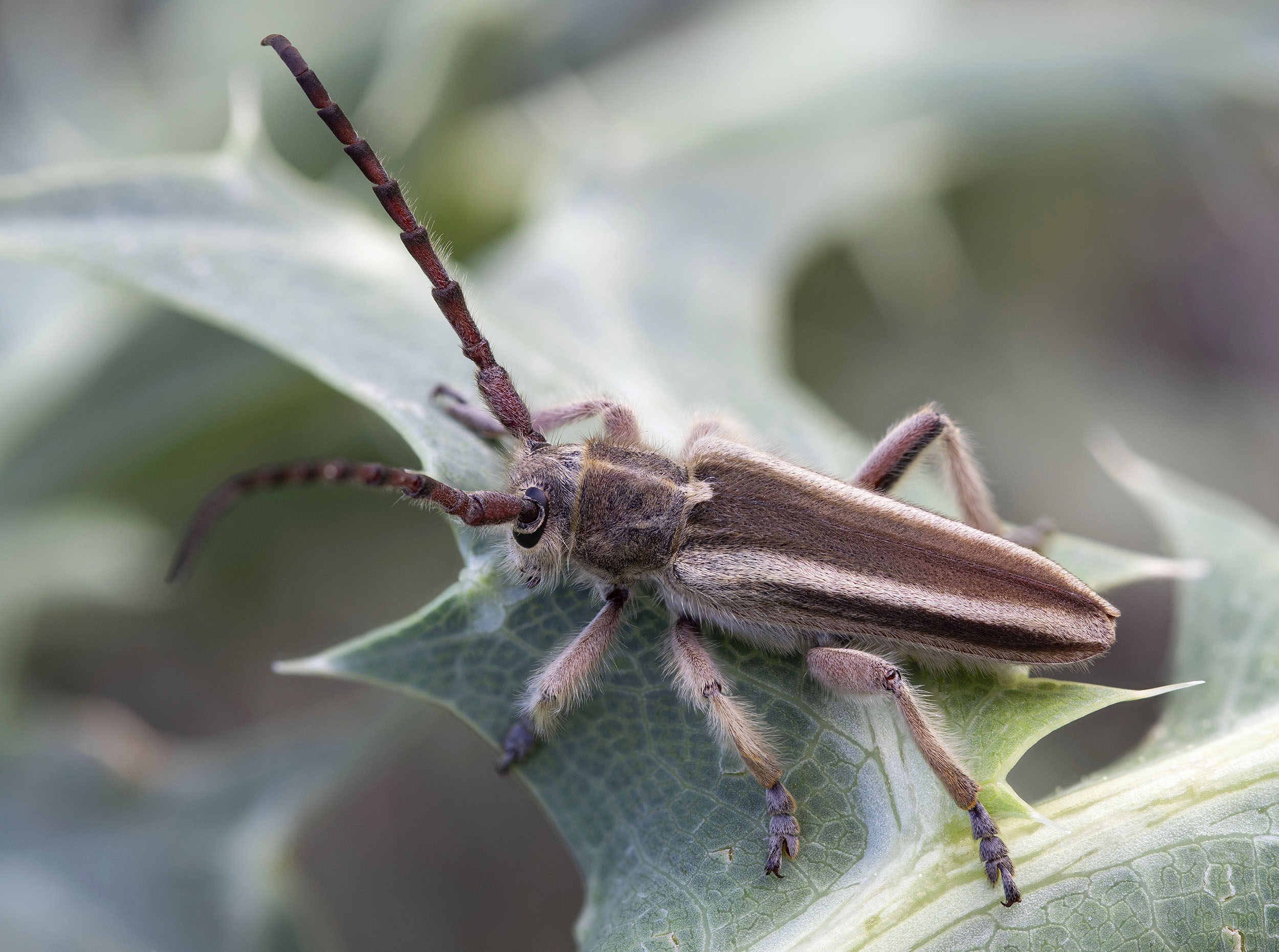 Mallosia graeca