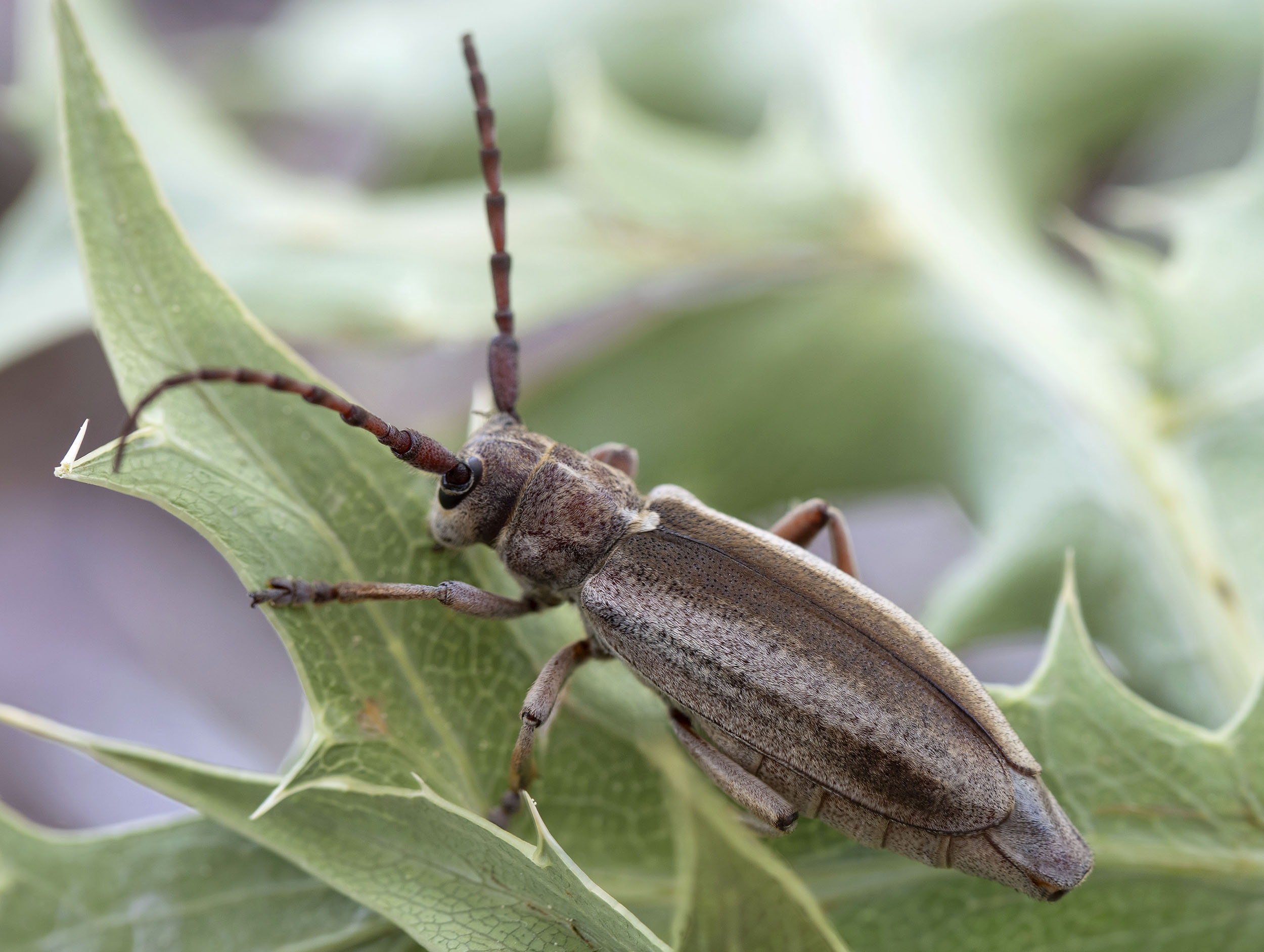 Mallosia graeca