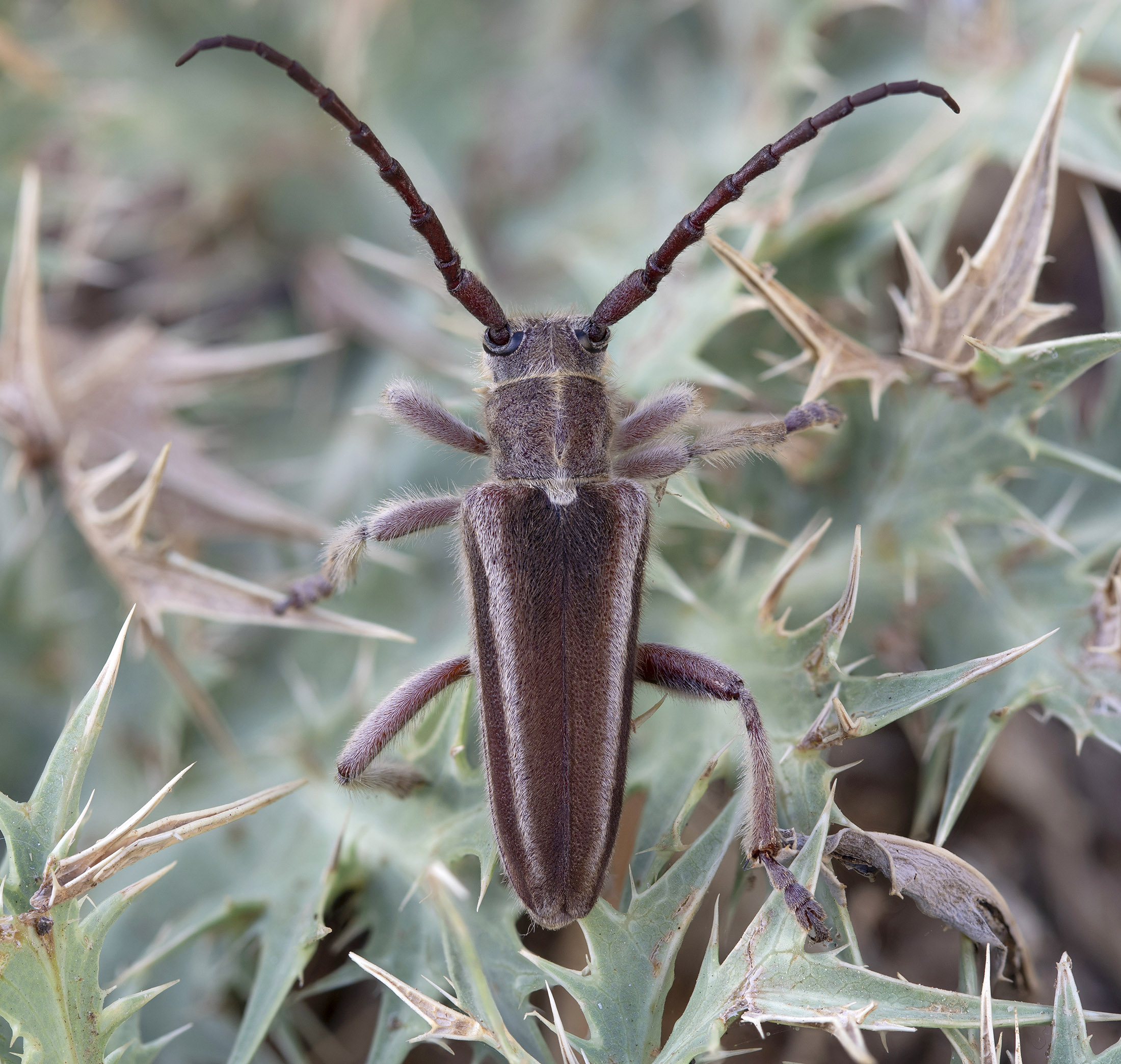 Mallosia graeca