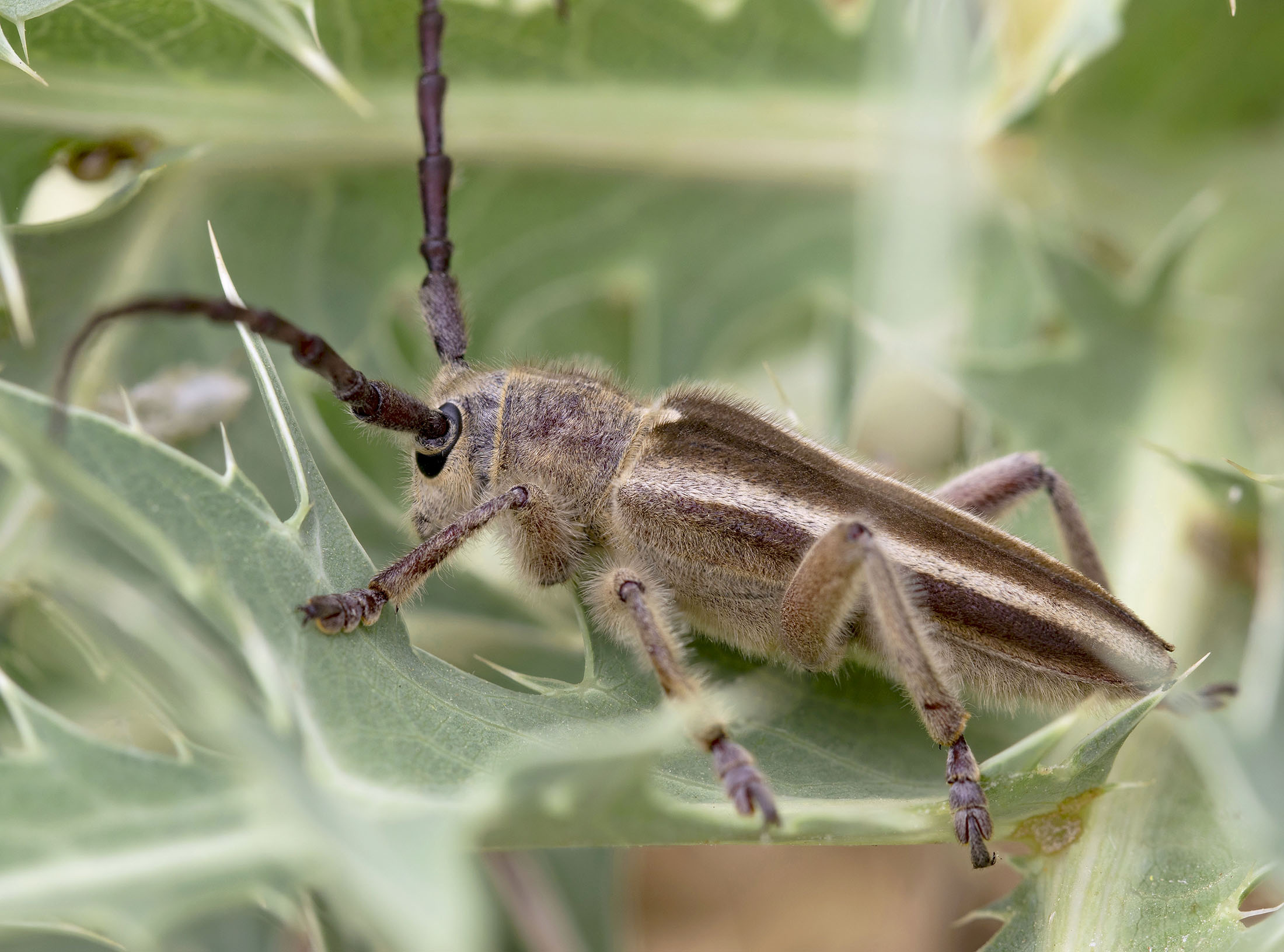 Mallosia graeca