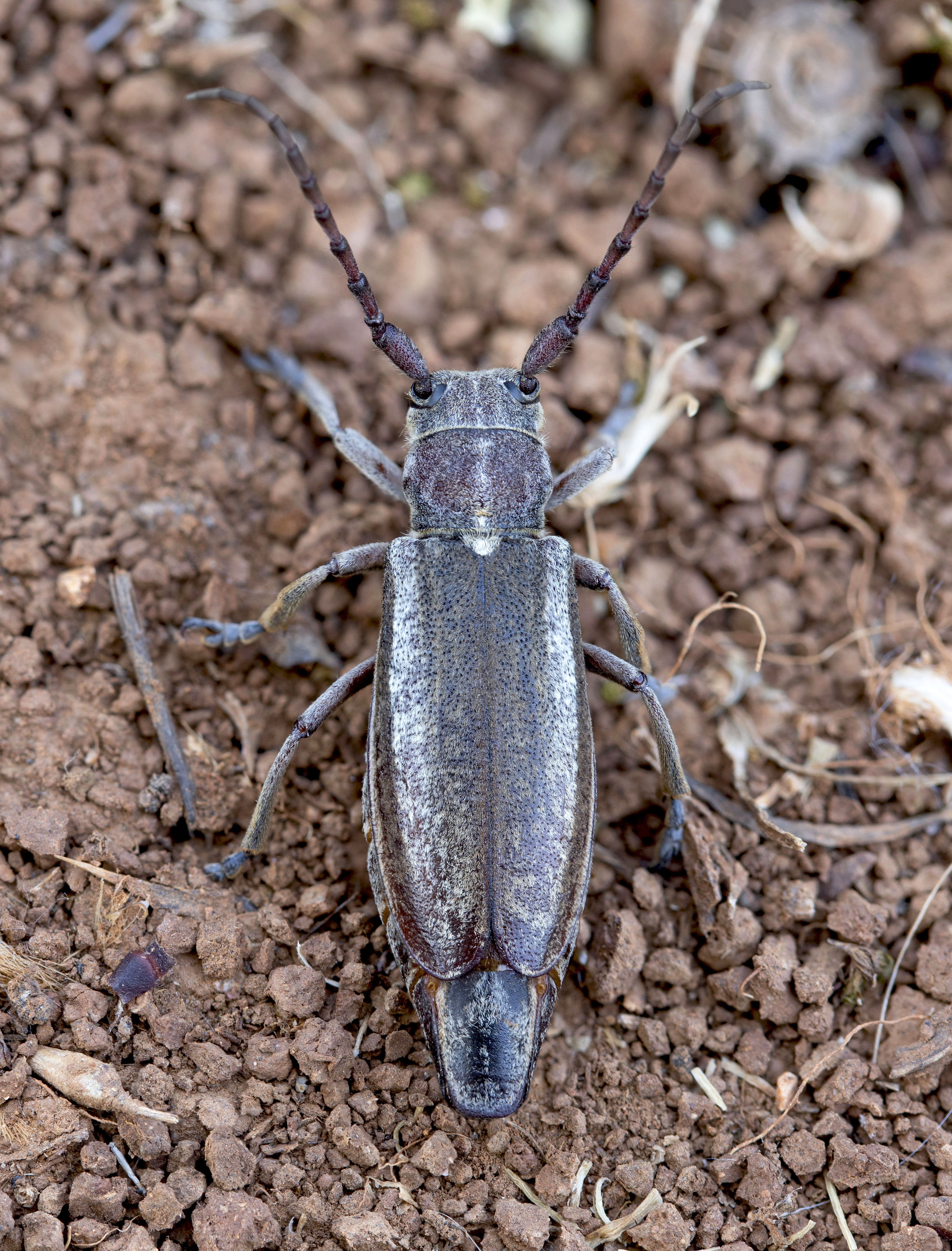 Mallosia graeca