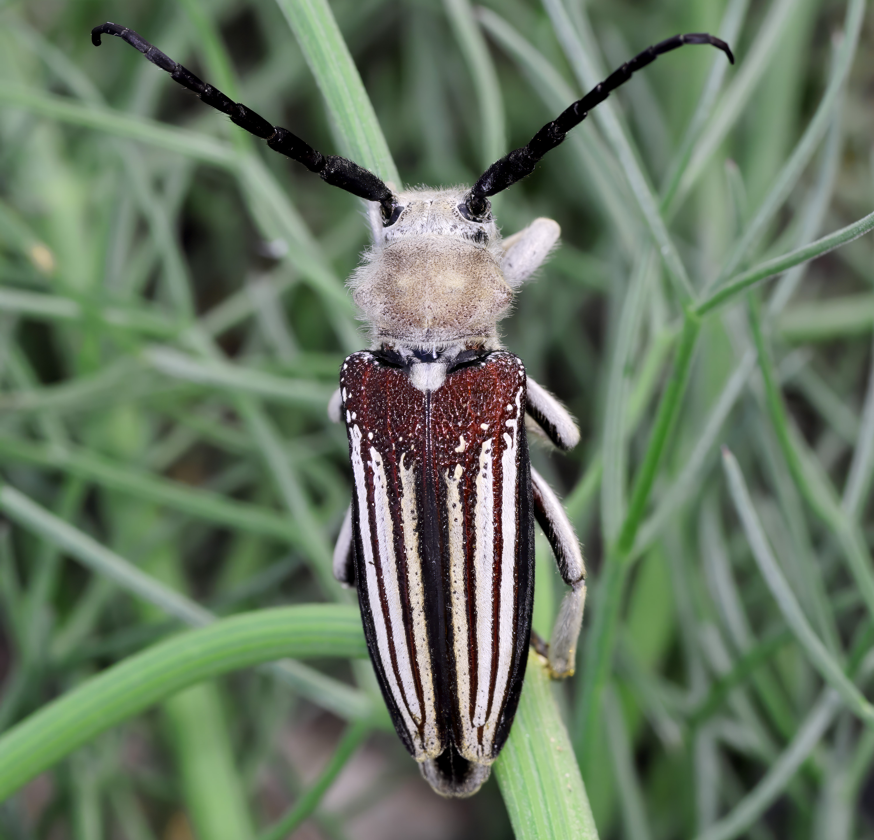 Mallosia herminae