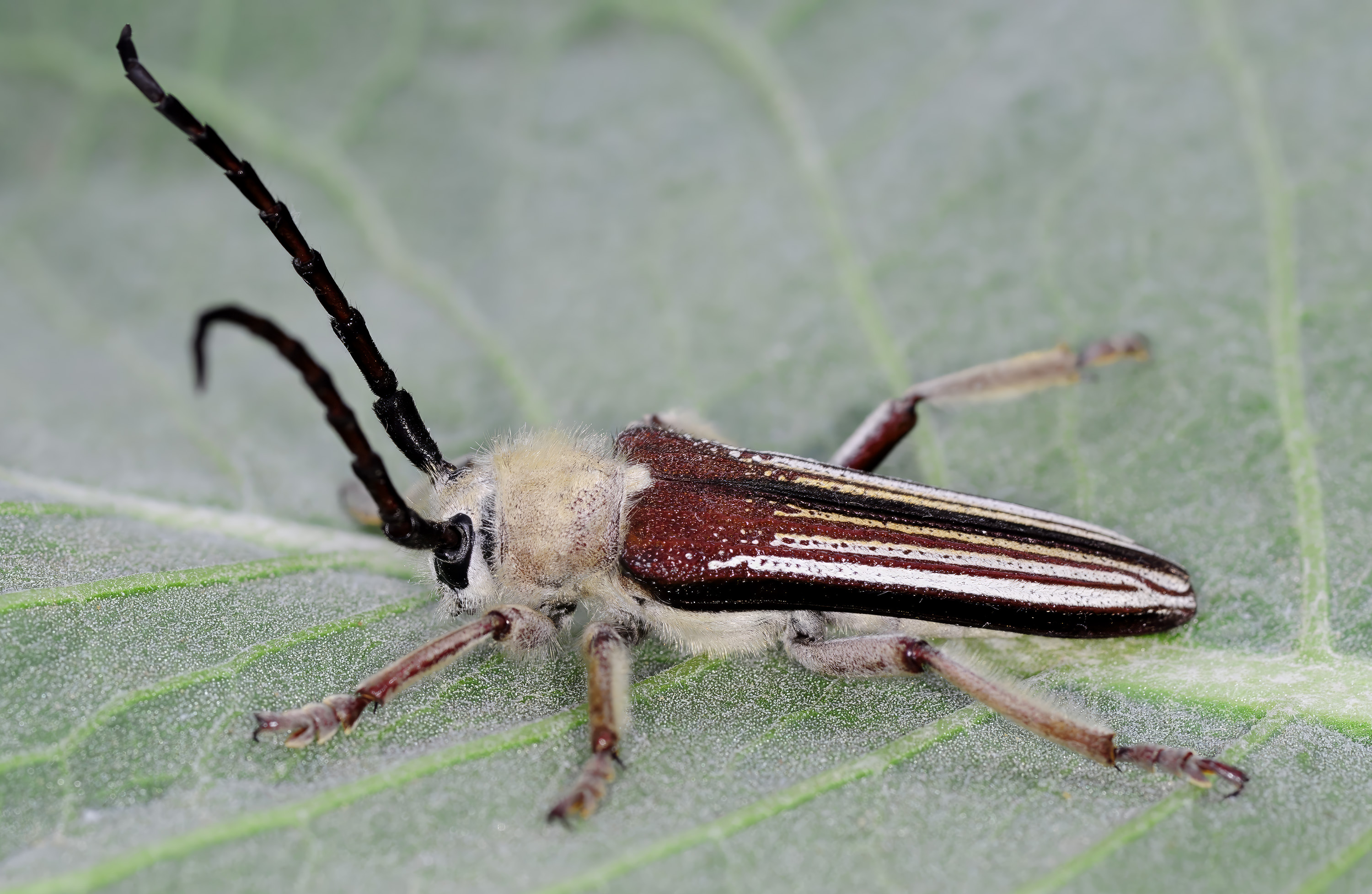 Mallosia herminae